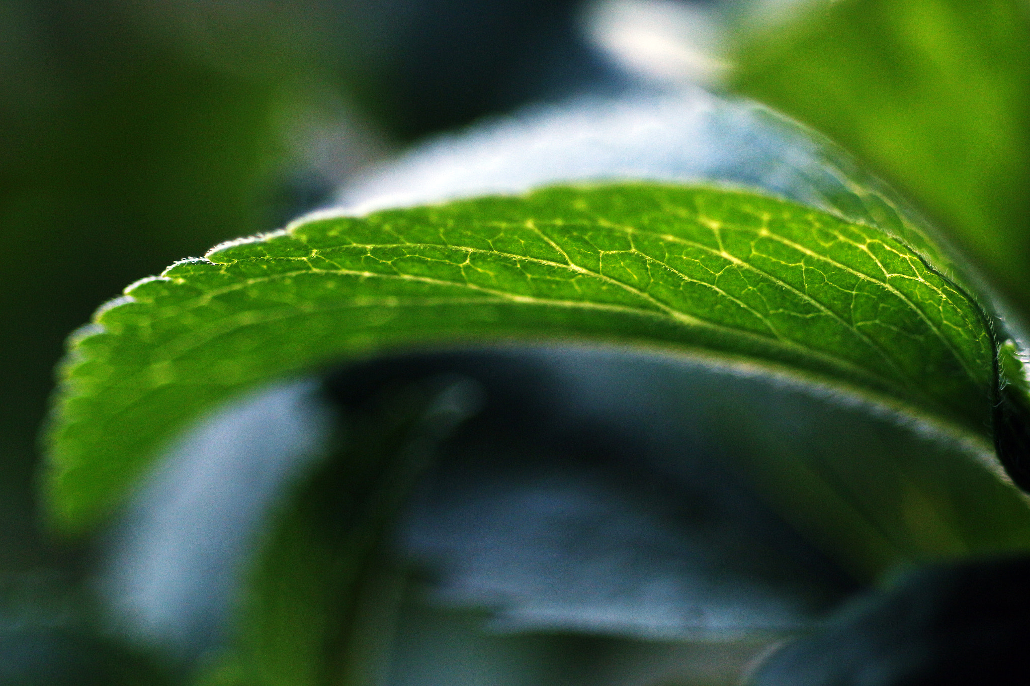 Canon EF 35-80mm f/4-5.6 sample photo. Stevia leaf photography