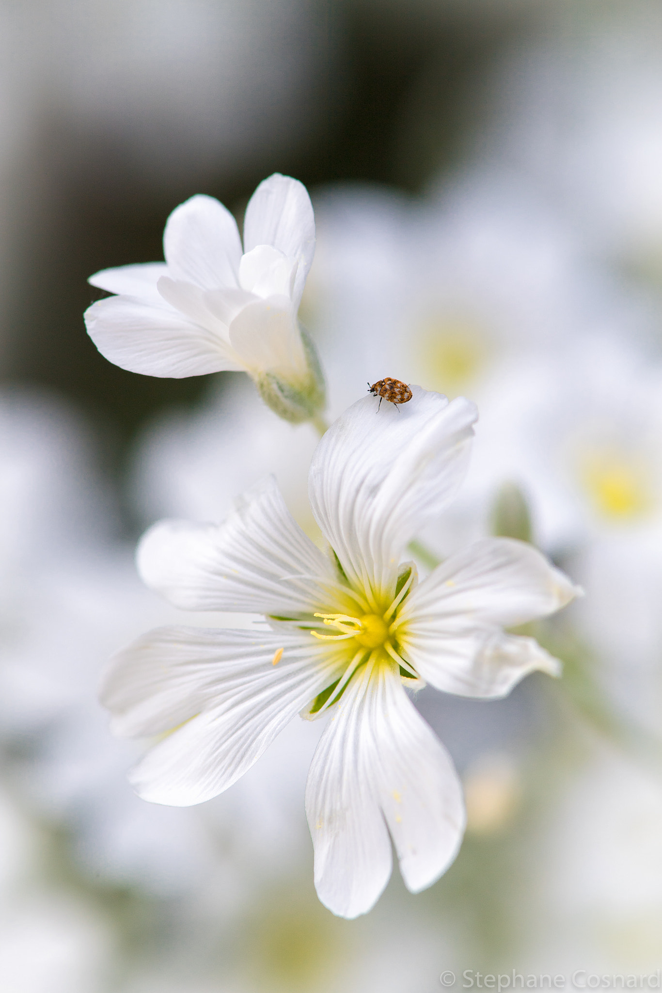 Nikon D5 sample photo. White flowers and a small bug photography