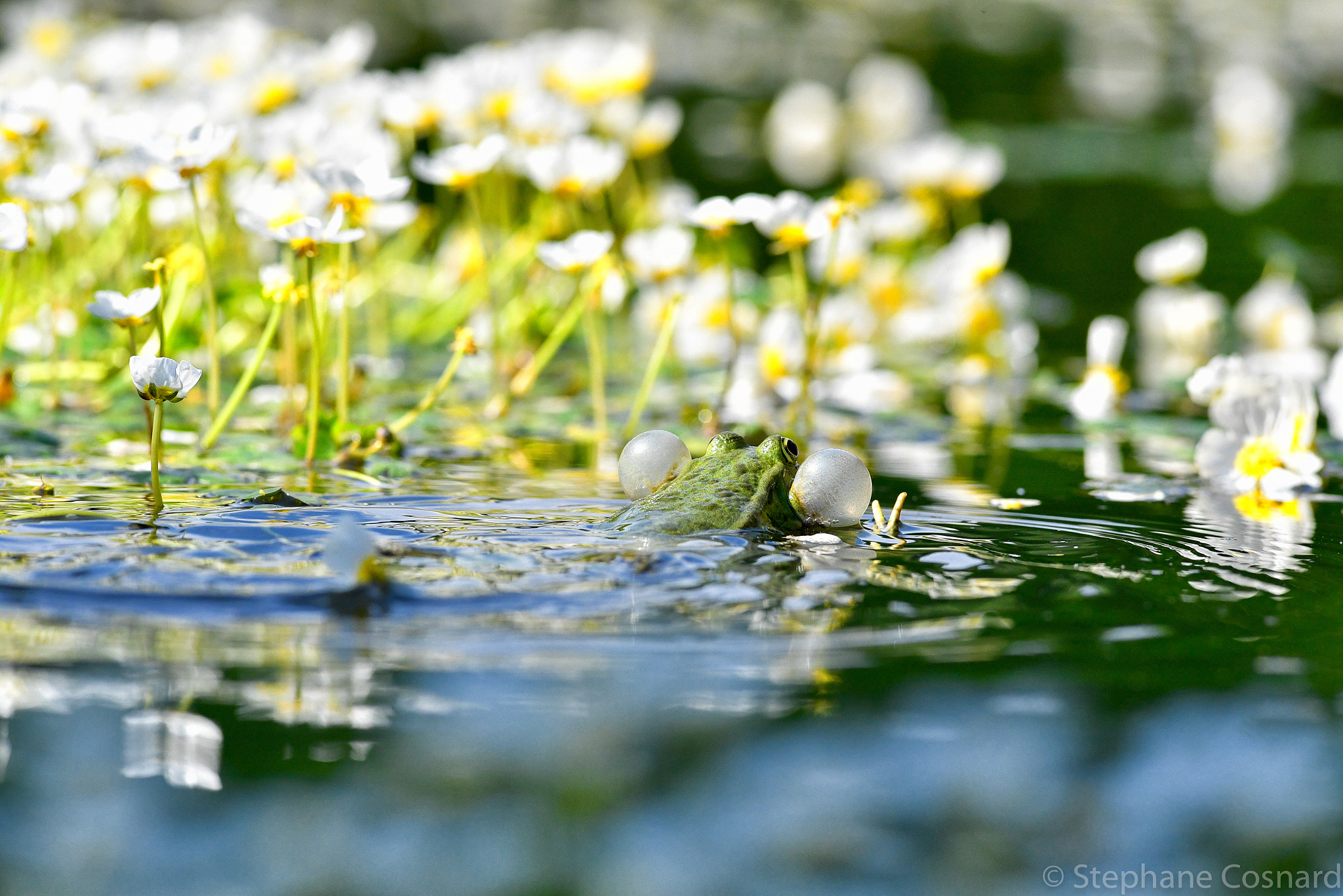 Nikon AF-S Nikkor 300mm F2.8G ED VR II sample photo. V as victory :) photography