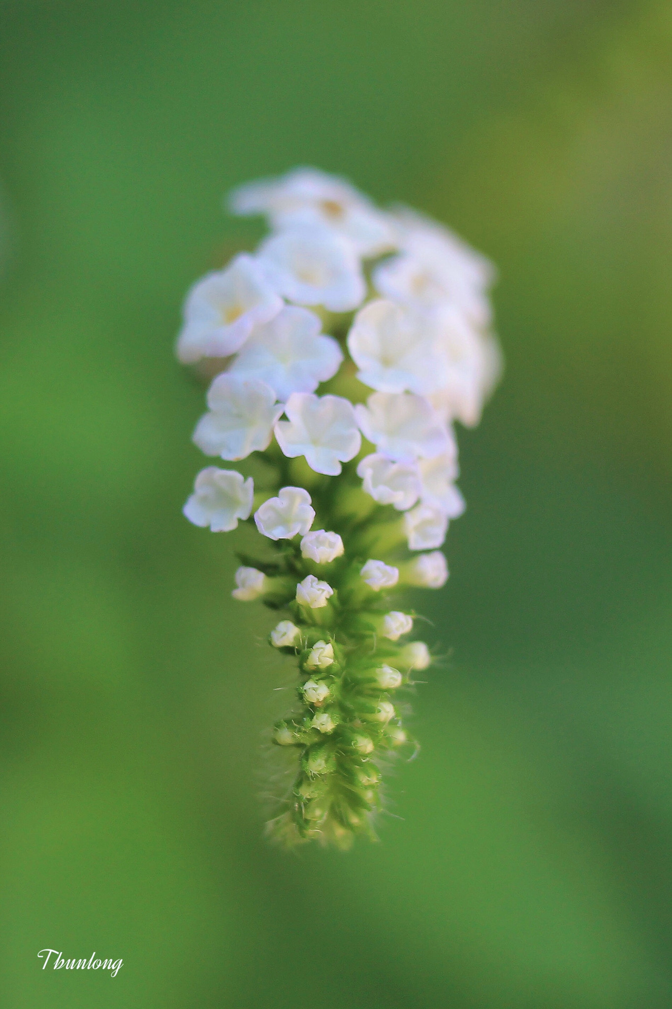 Canon EOS 1100D (EOS Rebel T3 / EOS Kiss X50) + Canon EF-S 18-55mm F3.5-5.6 IS II sample photo. In row ! photography