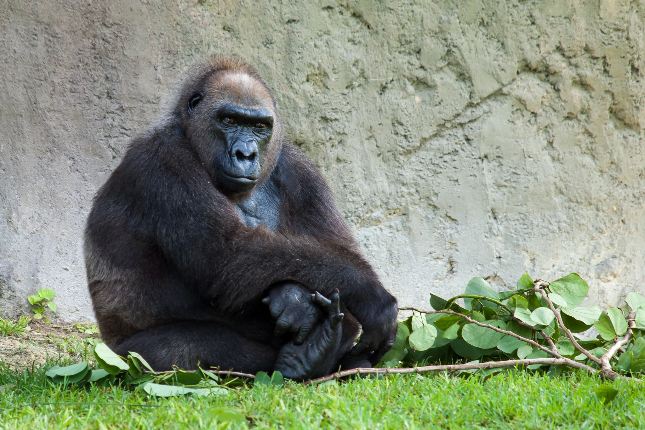 Olympus E-620 (EVOLT E-620) sample photo. Josephine. lowland gorilla, zoo miami photography