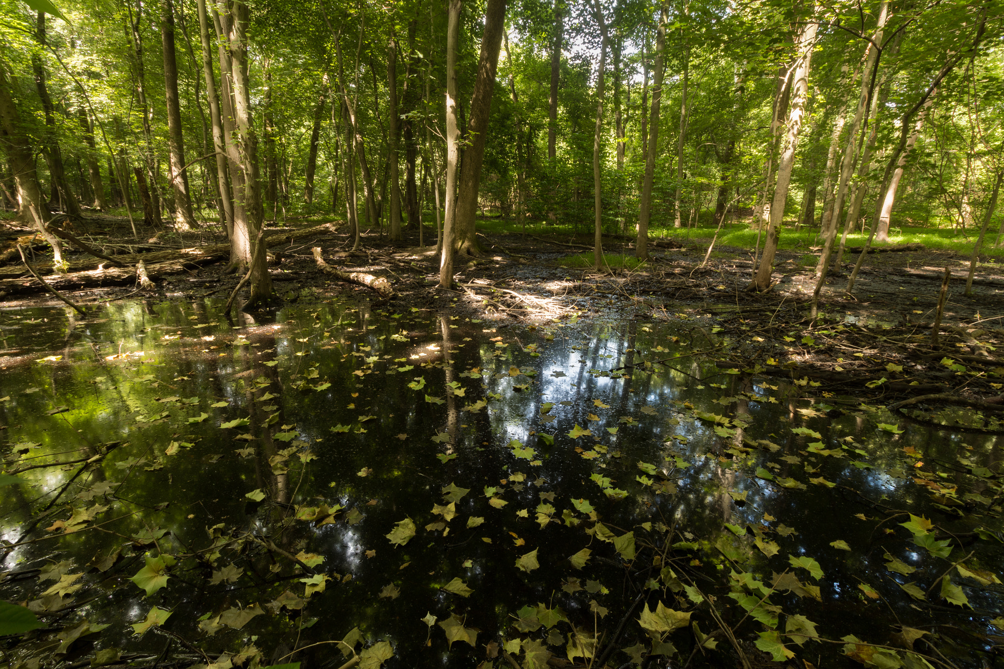 Canon EF-S 10-18mm F4.5–5.6 IS STM sample photo. Swampy forest photography