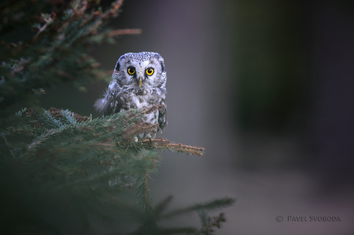 Nikon AF-S Nikkor 400mm F2.8E FL ED VR sample photo. Boreal owl photography