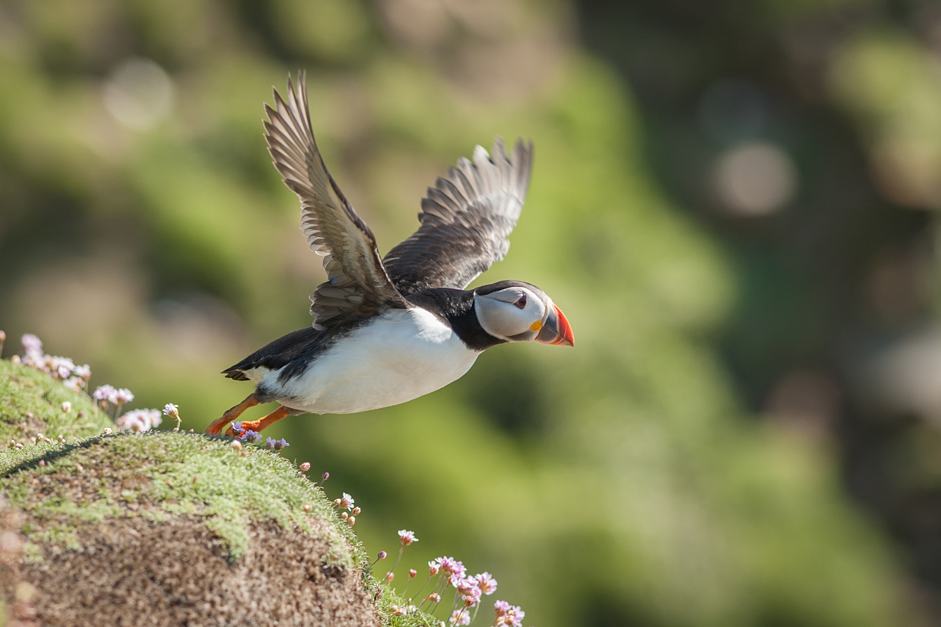 Canon EF 200mm F2.8L II USM sample photo. Jumper photography
