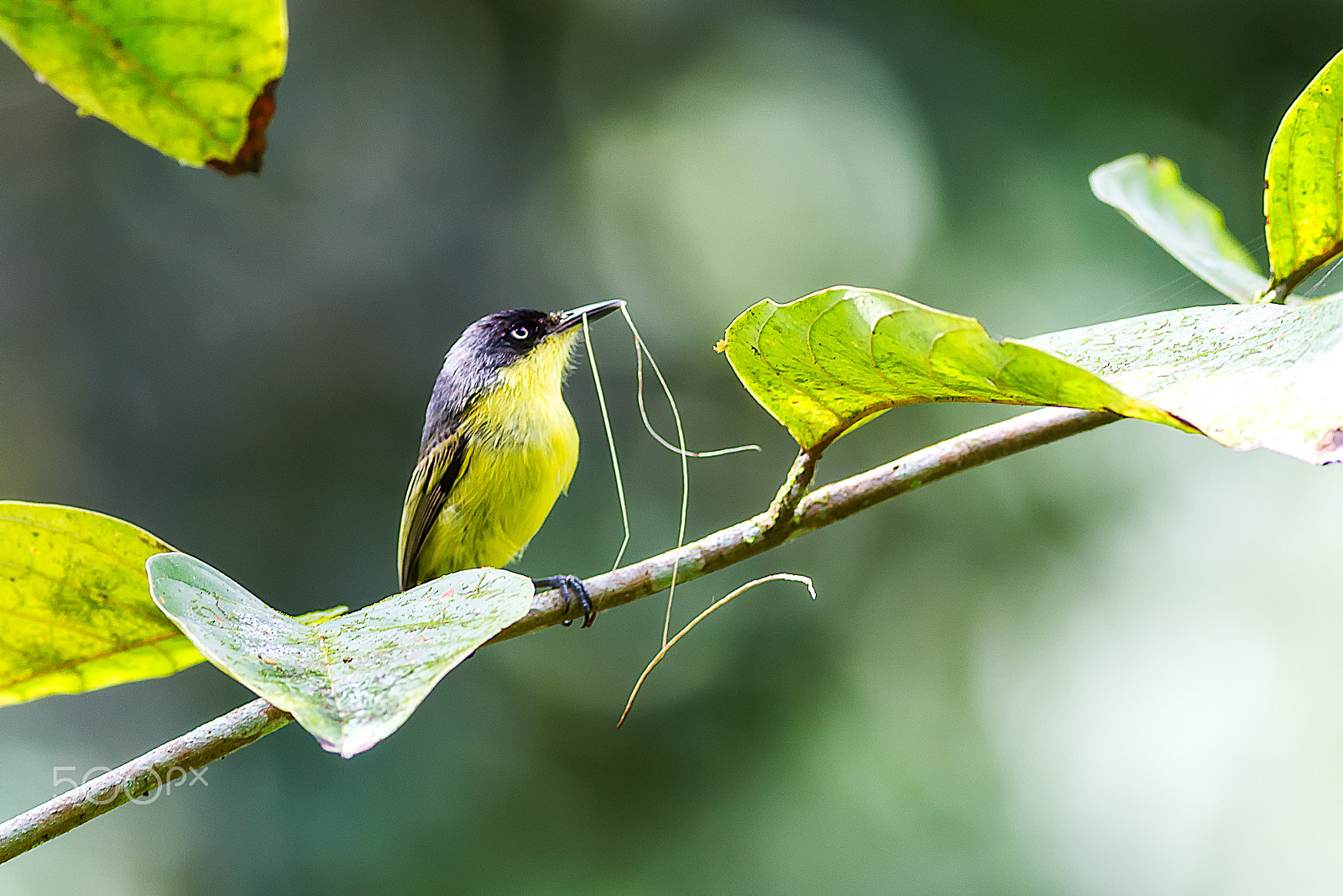 Canon EOS 7D + Canon EF 400mm F5.6L USM sample photo. Espatulilla comun photography