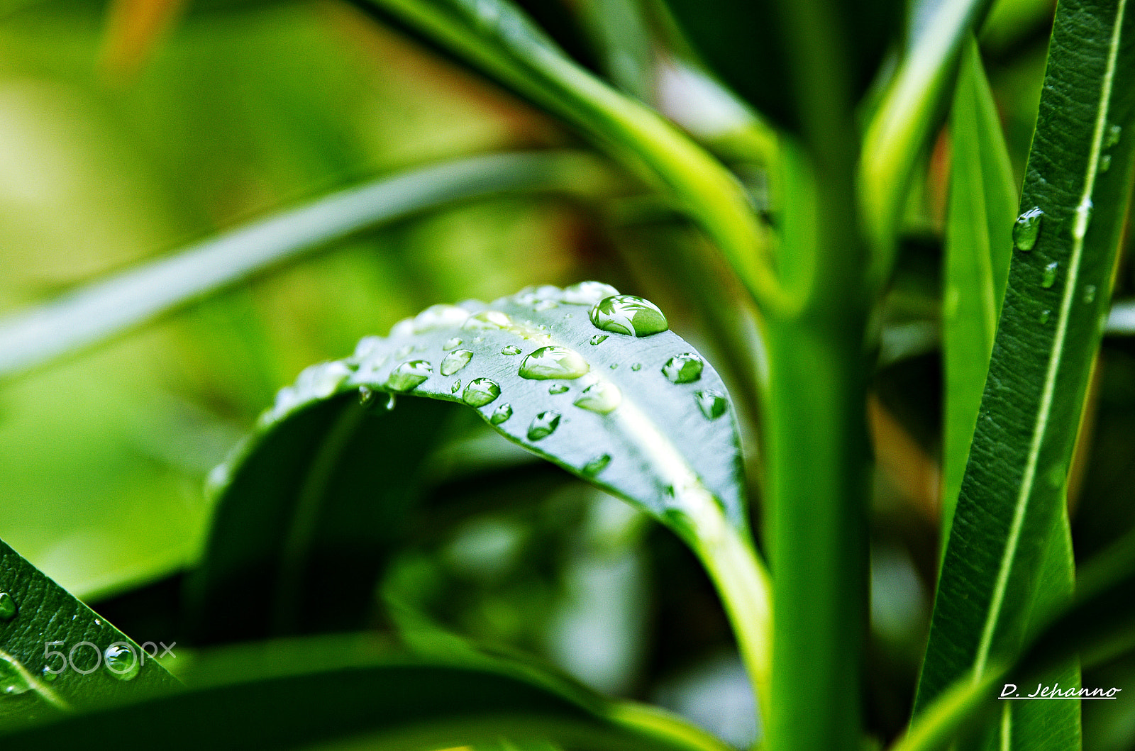 Pentax K-5 sample photo. Green world ... photography