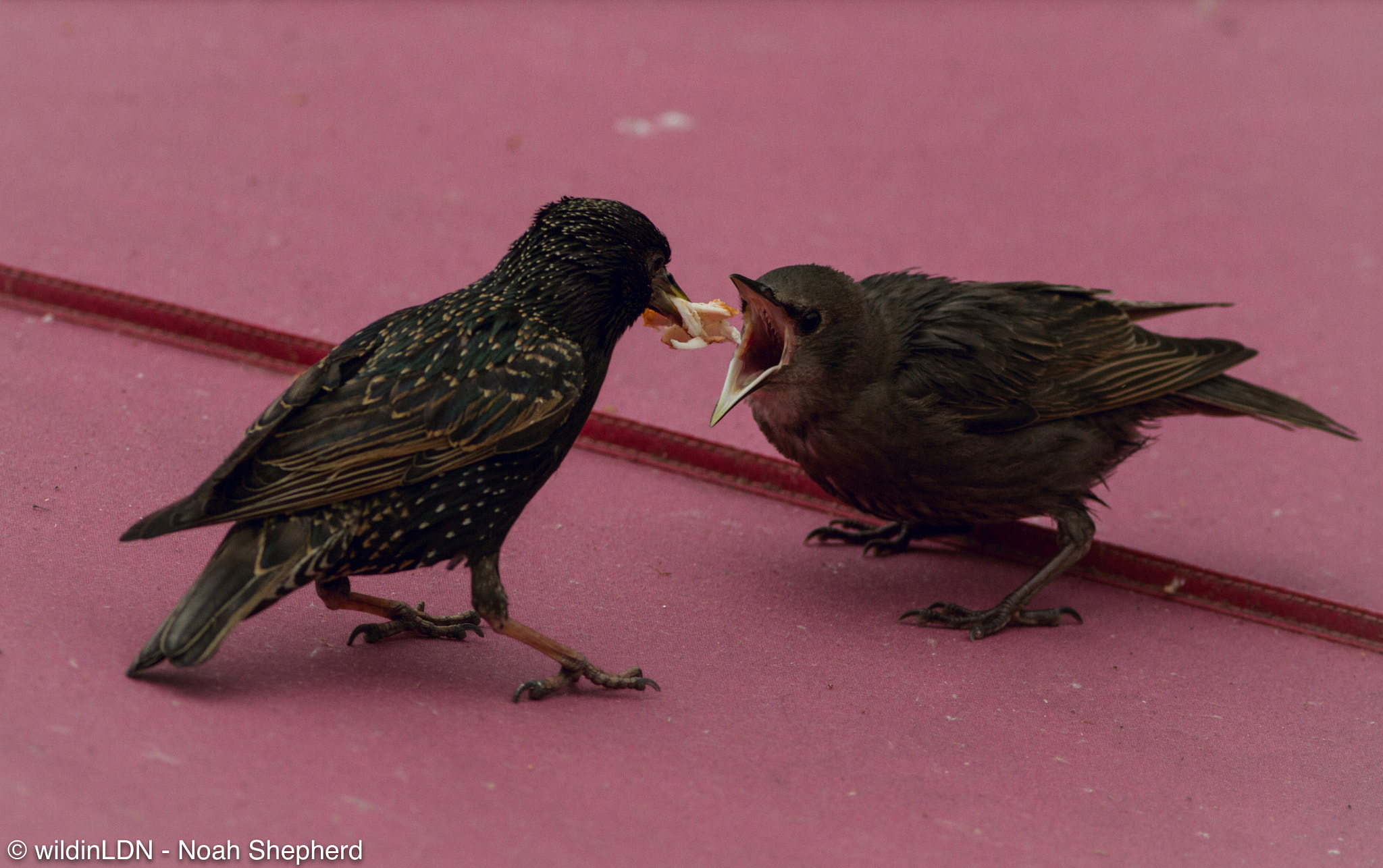 Canon EOS 7D + Canon EF 400mm F5.6L USM sample photo. Camden market photography