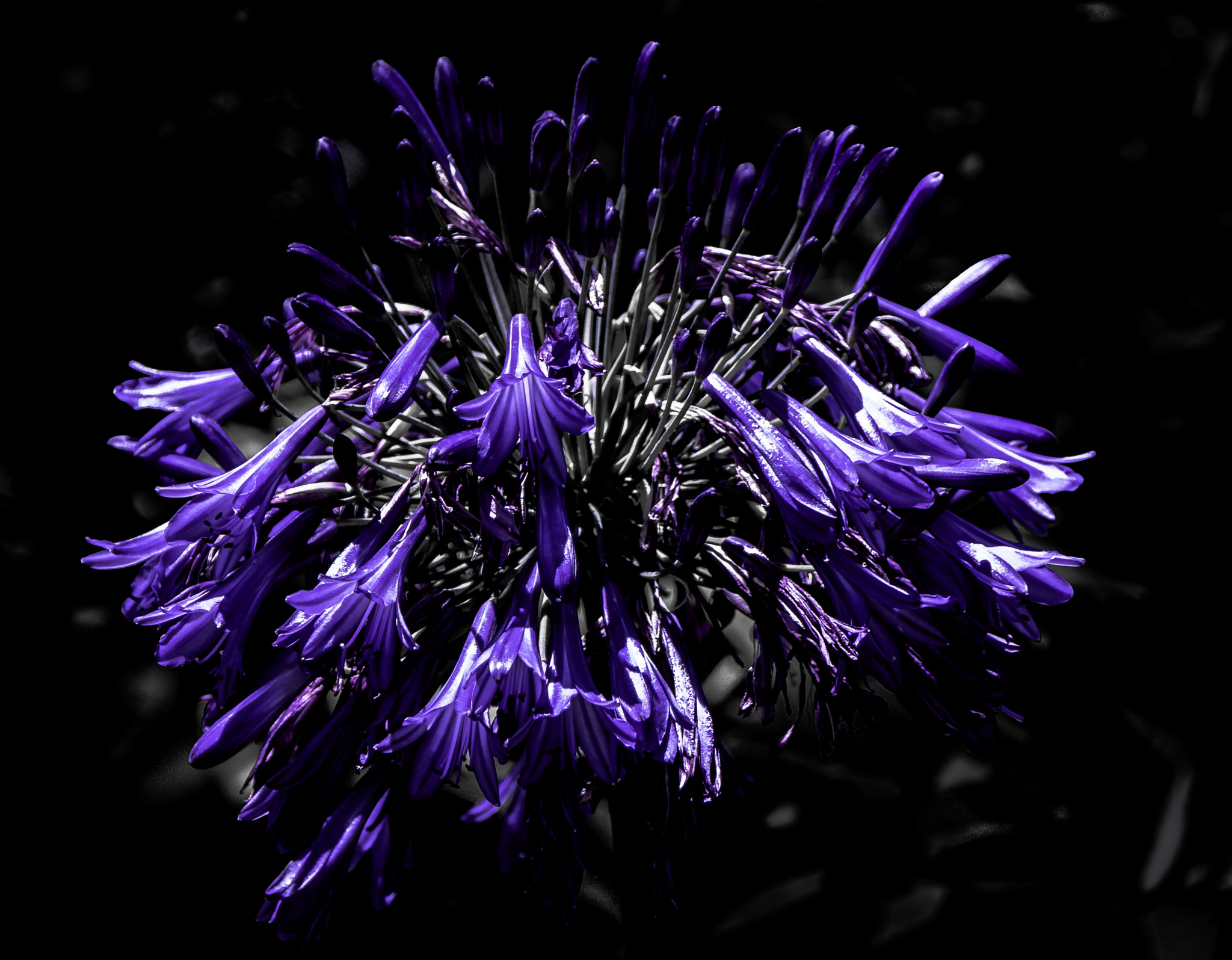 Canon EOS 760D (EOS Rebel T6s / EOS 8000D) sample photo. Floral chaos photography
