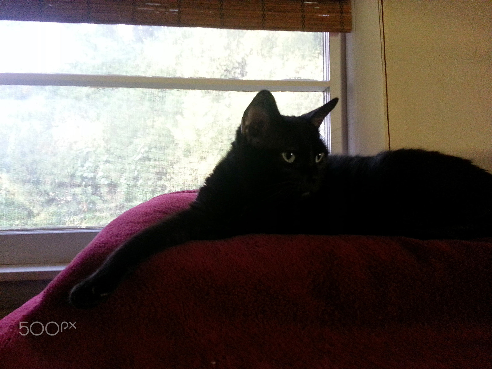 Samsung SGH-I317 sample photo. Cat on bed photography