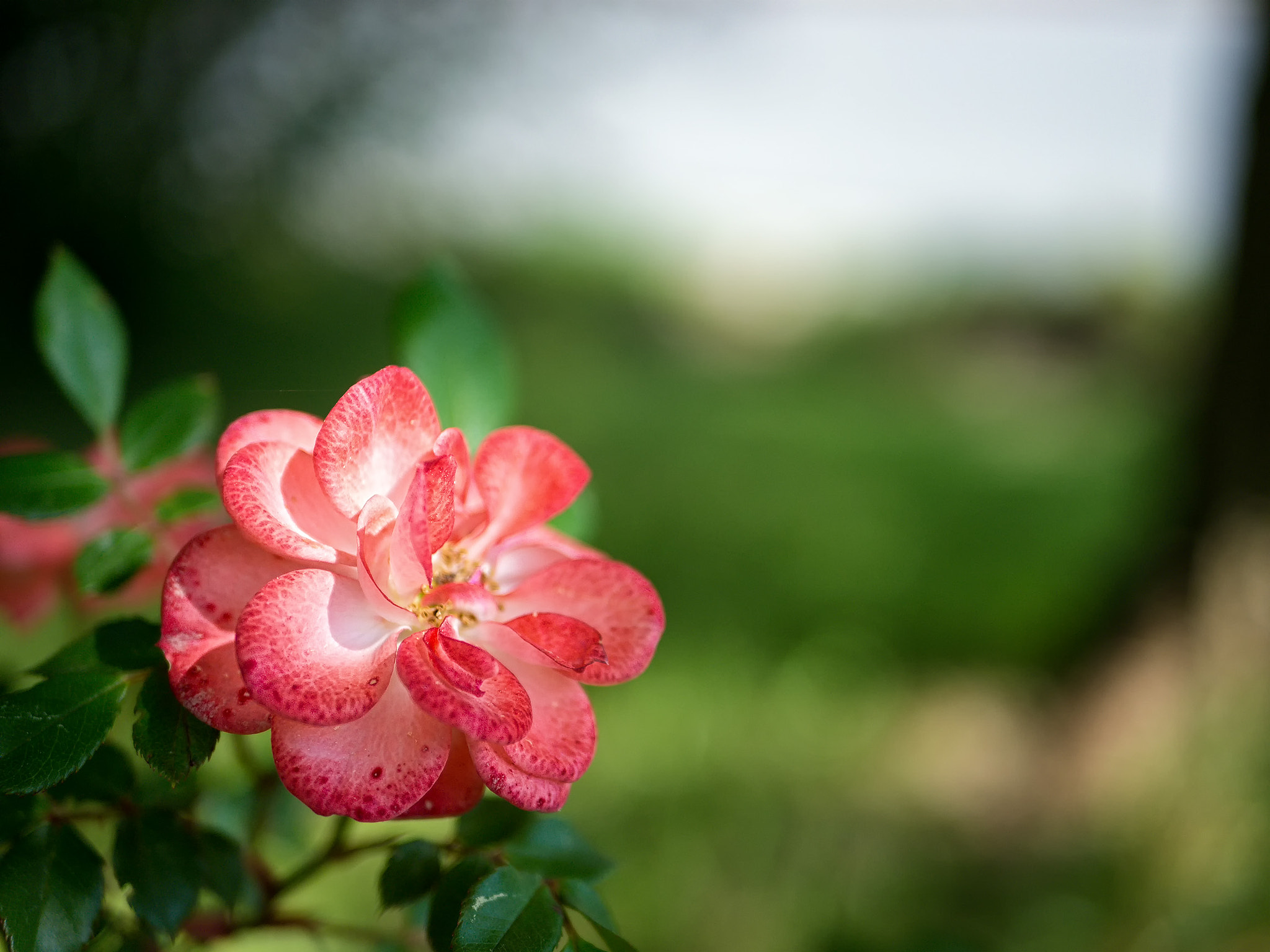 Panasonic Lumix DMC-G5 + LUMIX G 25/F1.7 sample photo. A rose by any other name photography