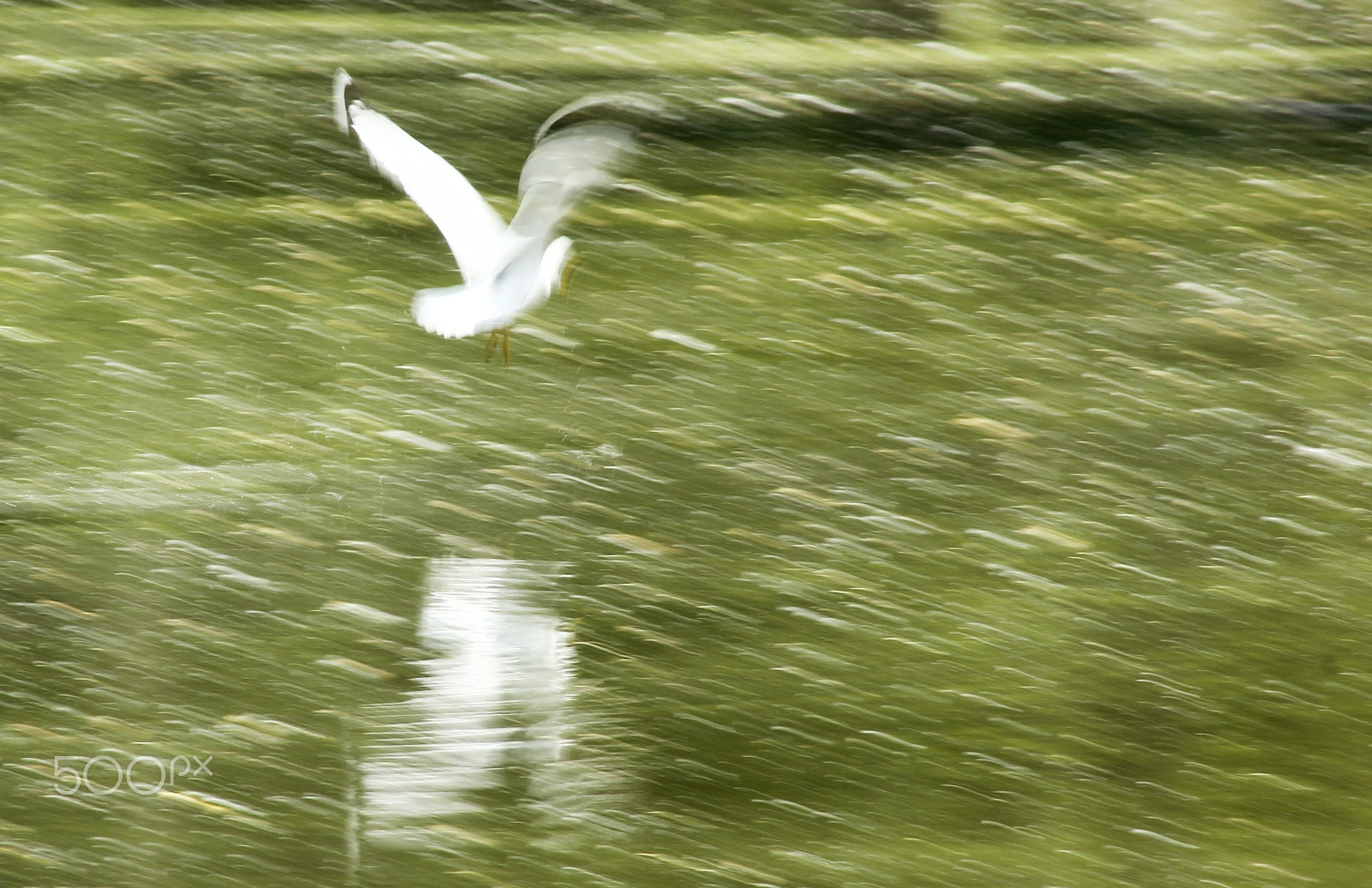 Canon EF 75-300mm f/4-5.6 USM sample photo. Painting with photography photography