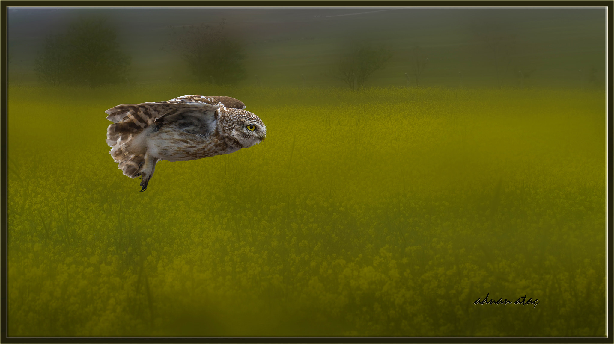 Nikon D4 + Sigma 150-600mm F5-6.3 DG OS HSM | S sample photo. Kukumav - little owl - athene noctua photography