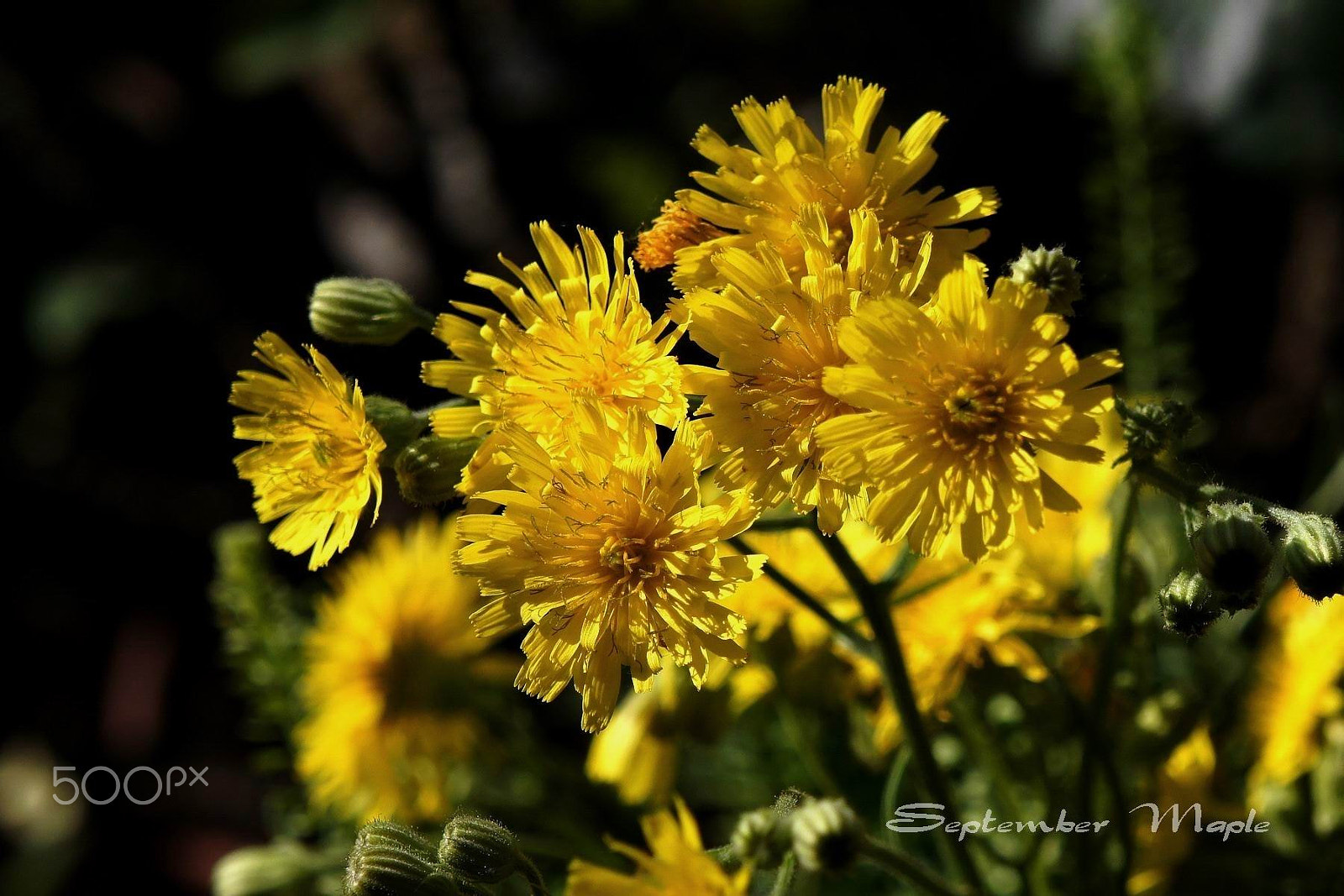 Sony NEX-5C sample photo. 阳光与黄花 1 photography