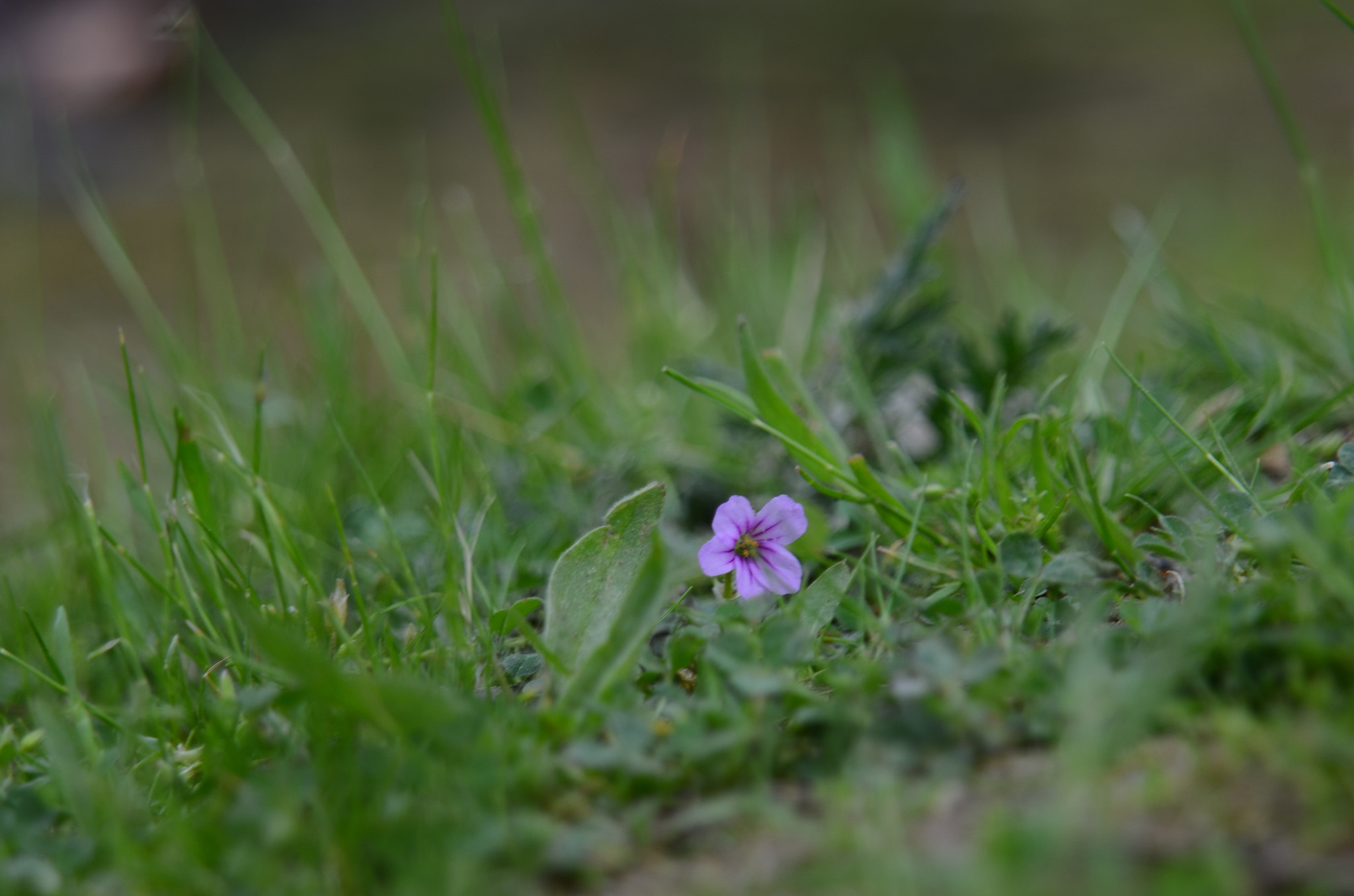 AF Zoom-Nikkor 24-120mm f/3.5-5.6D IF sample photo