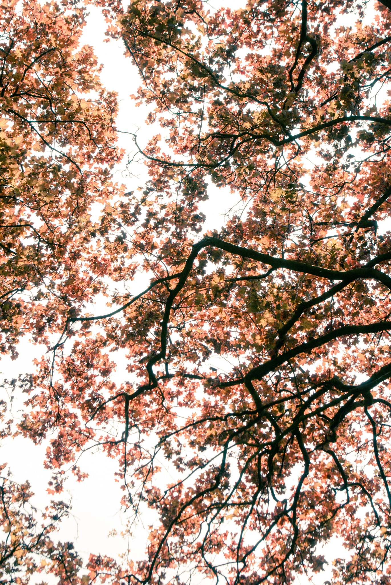 Nikon D3000 sample photo. Springtime photography