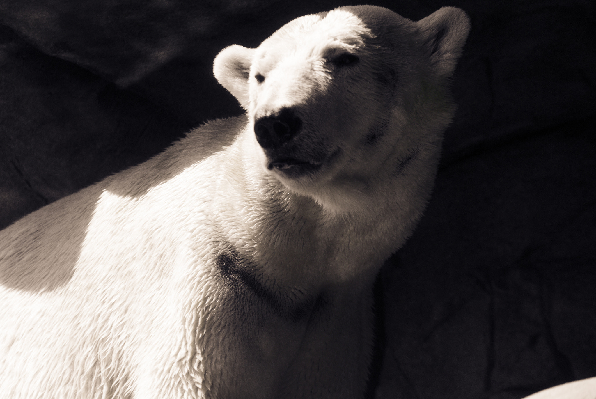 Nikon D3000 sample photo. Giant white photography