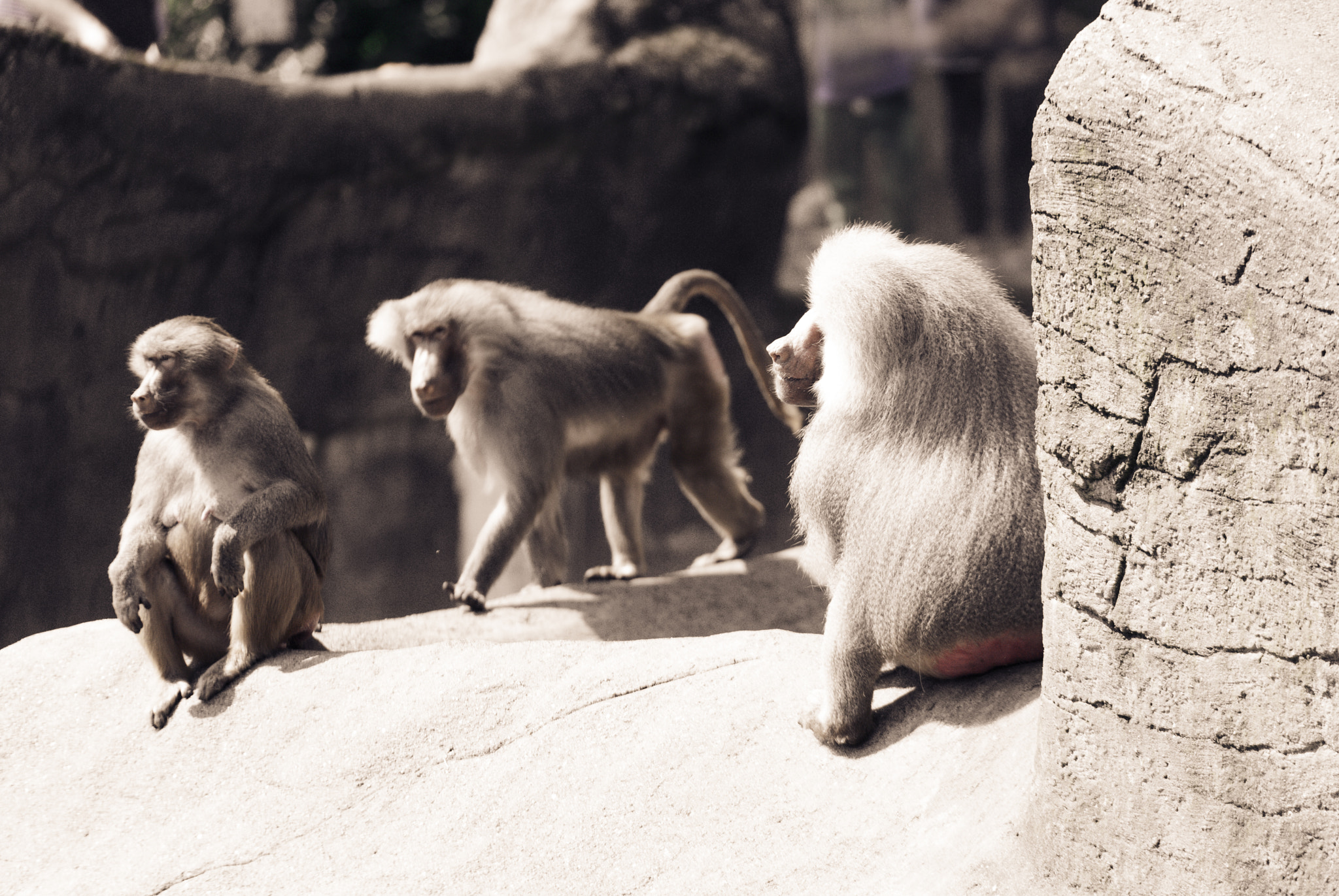 Nikon D3000 sample photo. Chill ape zone photography
