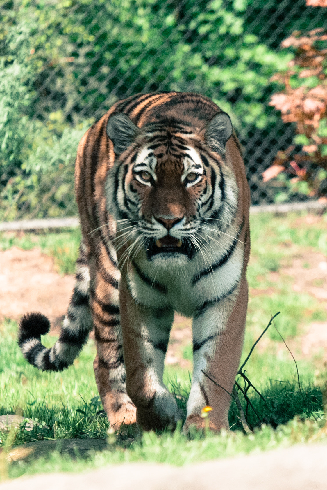 Nikon D3000 sample photo. Paws and stripes photography