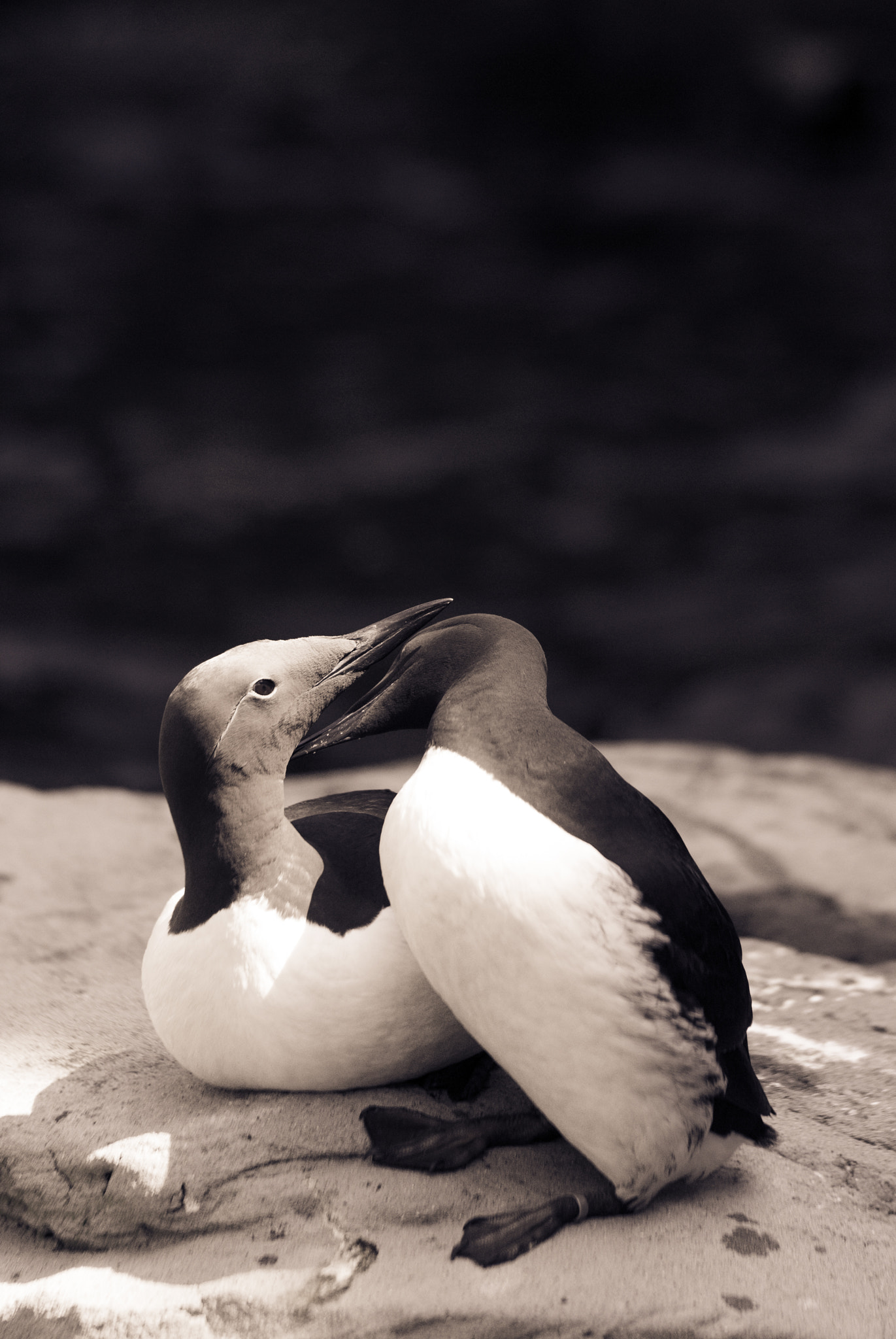 Nikon D3000 sample photo. Love is in the air photography