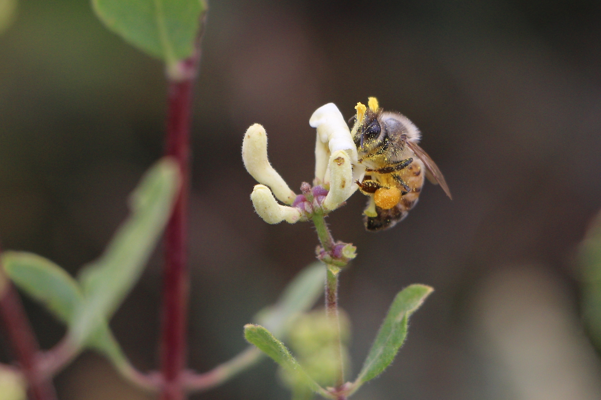 Canon EOS 100D (EOS Rebel SL1 / EOS Kiss X7) sample photo. Bee on flower photography