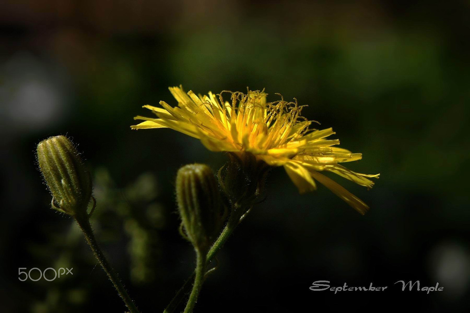 Sony NEX-5C sample photo. 阳光与黄花 2 photography