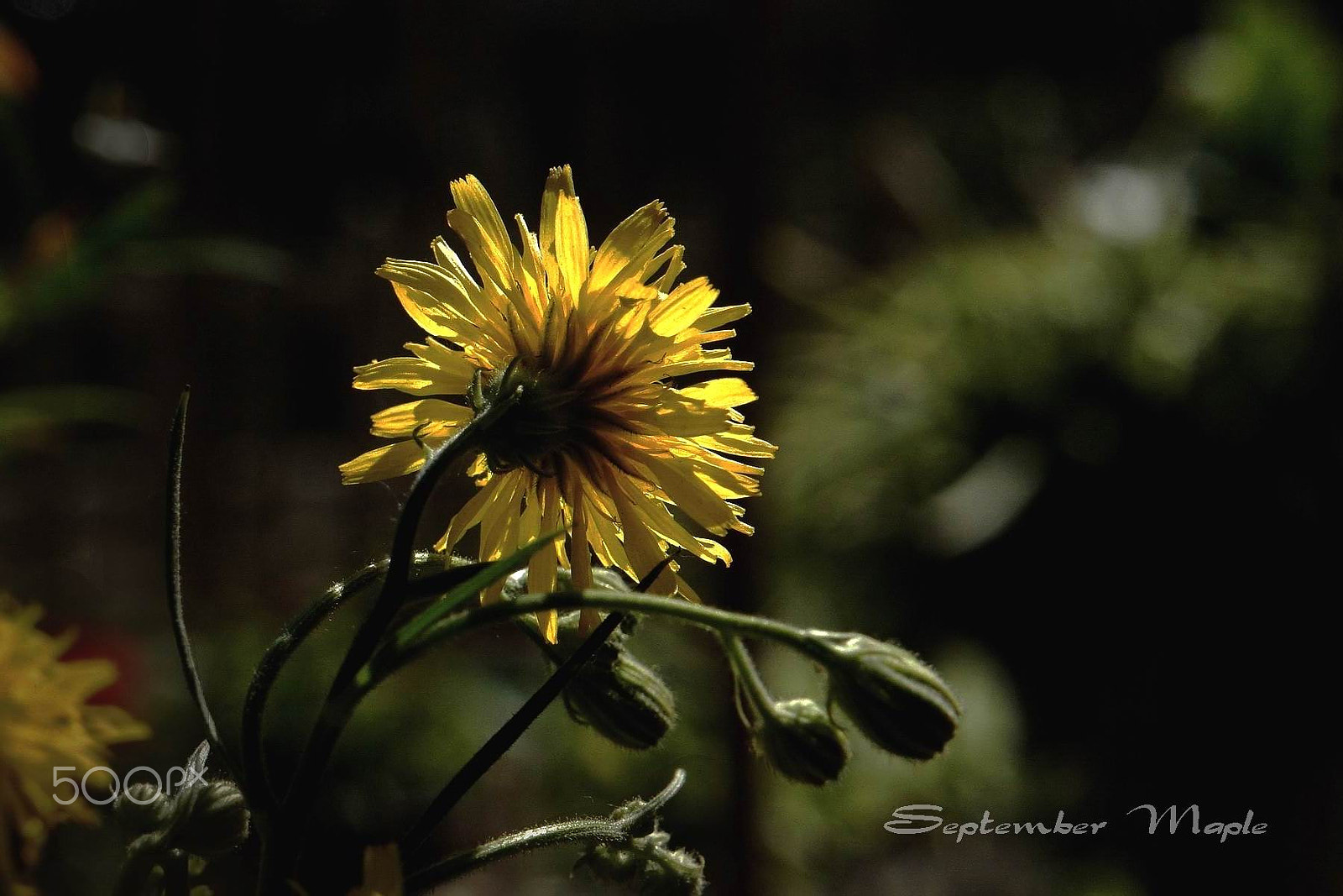 Sony NEX-5C sample photo. 阳光与黄花 3 photography