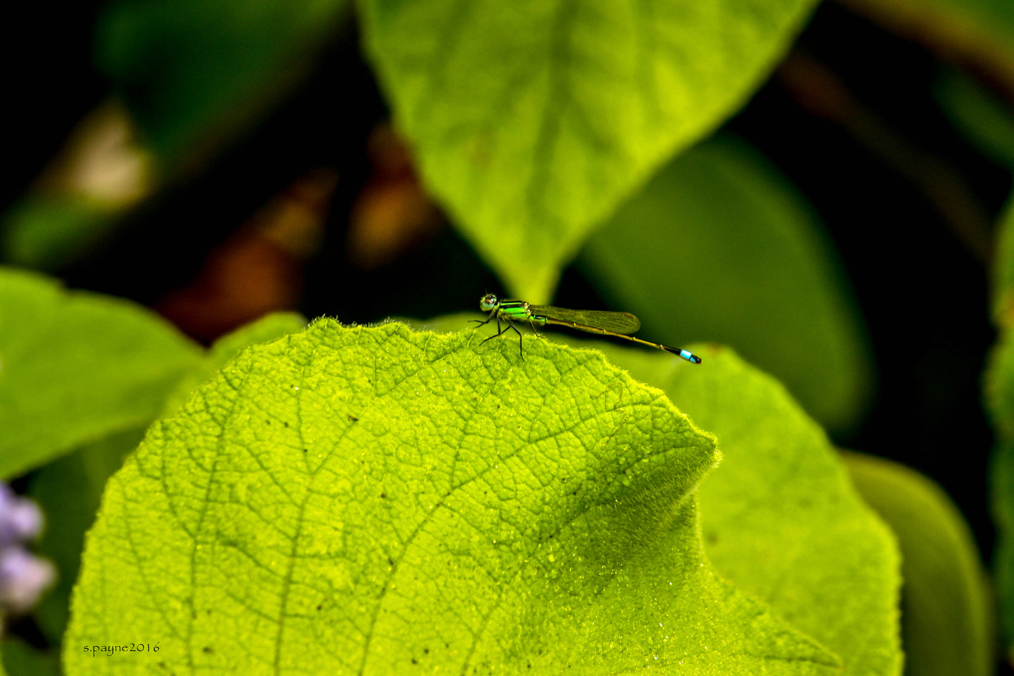 Canon EOS 1000D (EOS Digital Rebel XS / EOS Kiss F) sample photo. Dragon's edge photography