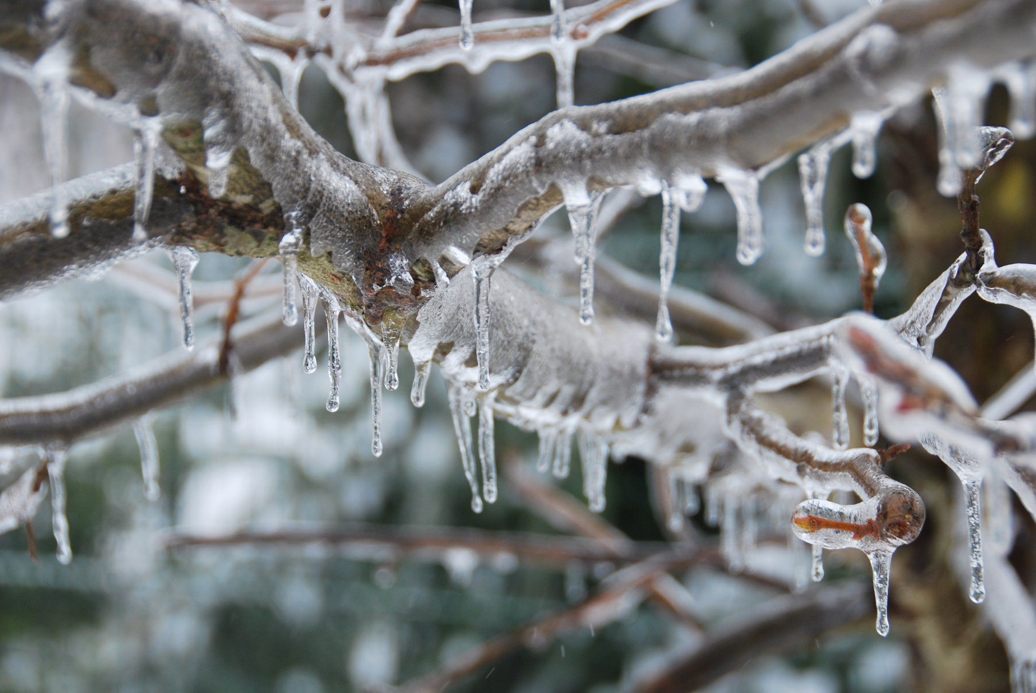 Nikon D60 sample photo. Frozen tree photography