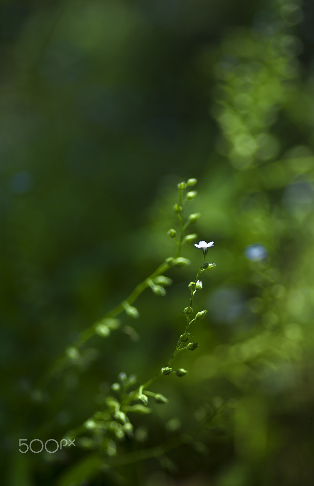 Pentax K20D + Pentax smc D-FA 100mm F2.8 macro sample photo. Forest magic photography