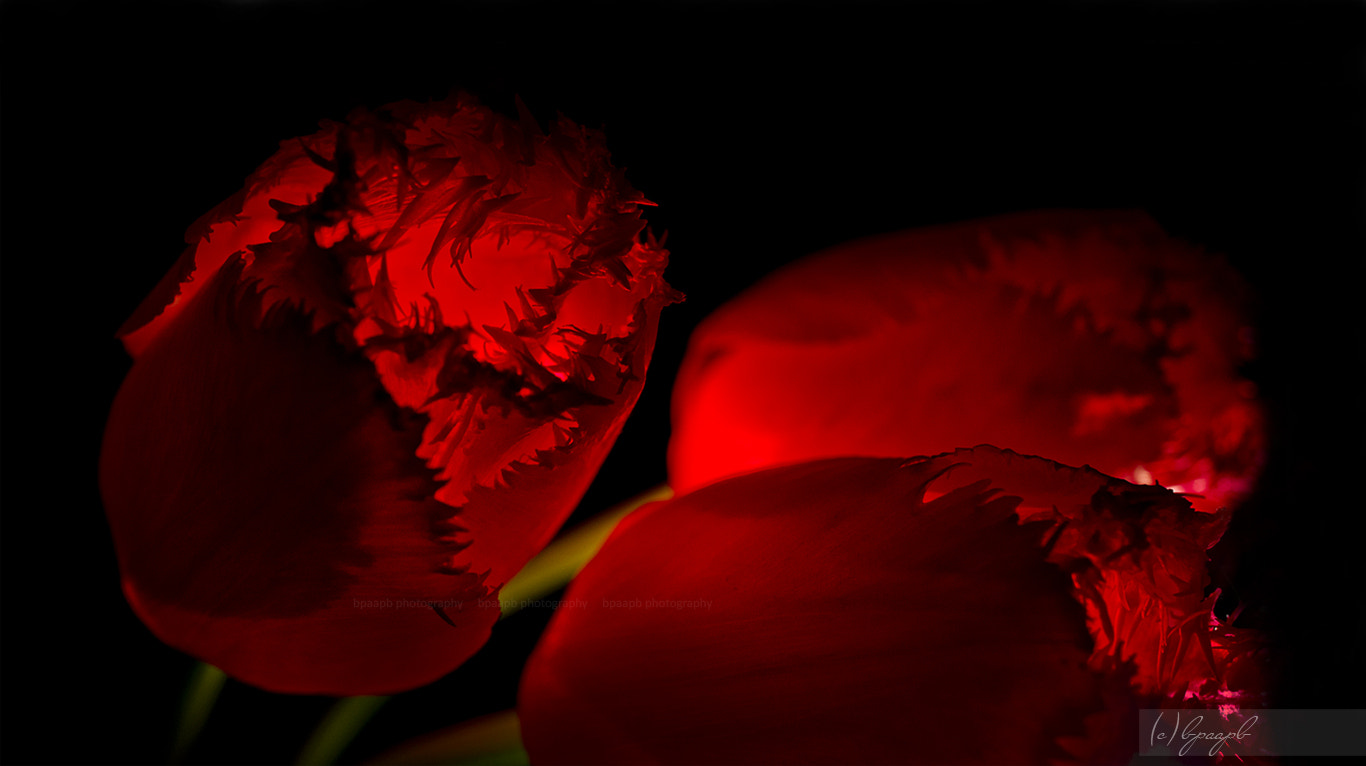 Sony Alpha NEX-5 + Sony E 30mm F3.5 Macro sample photo. .tulips. photography