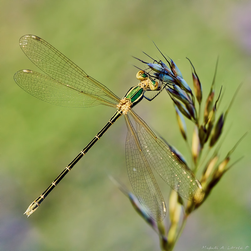 Sony ILCA-77M2 sample photo. Lestes virens photography