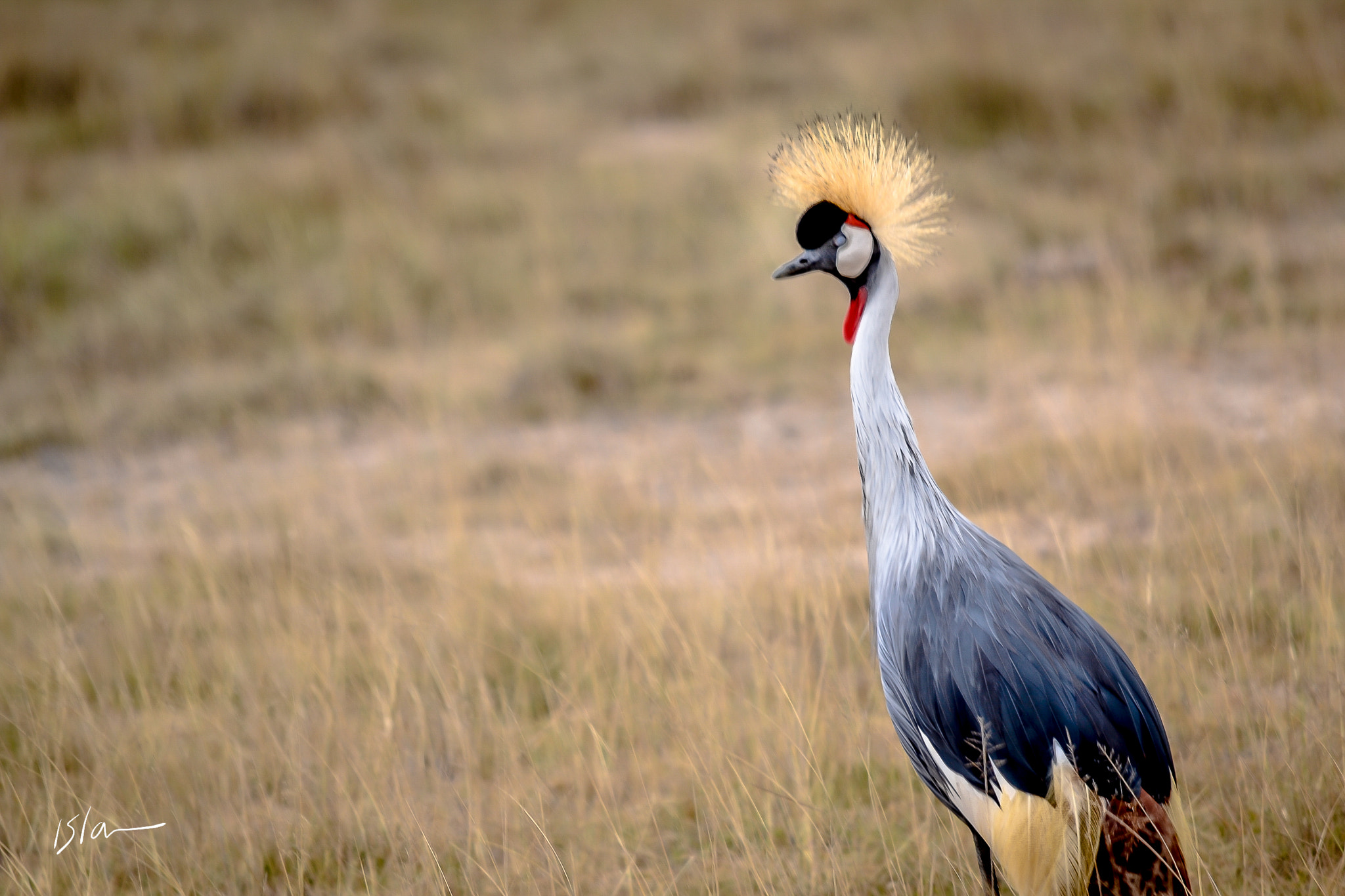Sigma 150-500mm F5-6.3 DG OS HSM sample photo. Lone bird photography