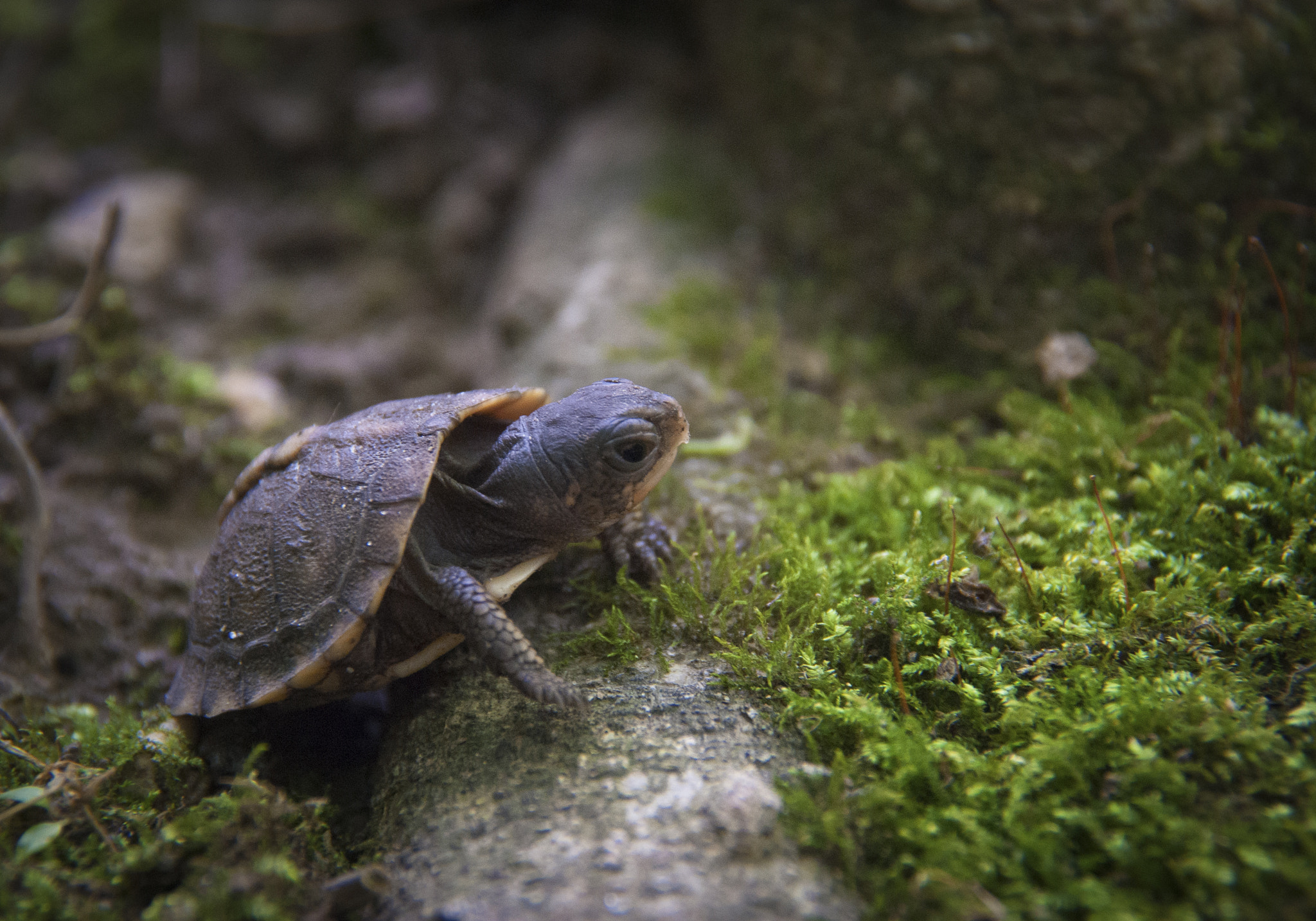 Nikon D3000 sample photo. Box turtle hatchling - climbing root photography