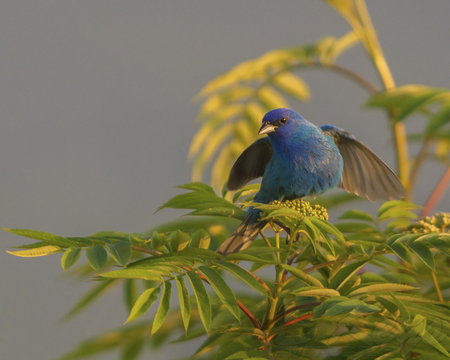 Nikon D7200 + Sigma 500mm F4.5 EX DG HSM sample photo. Blues hues (indigo bunting) photography