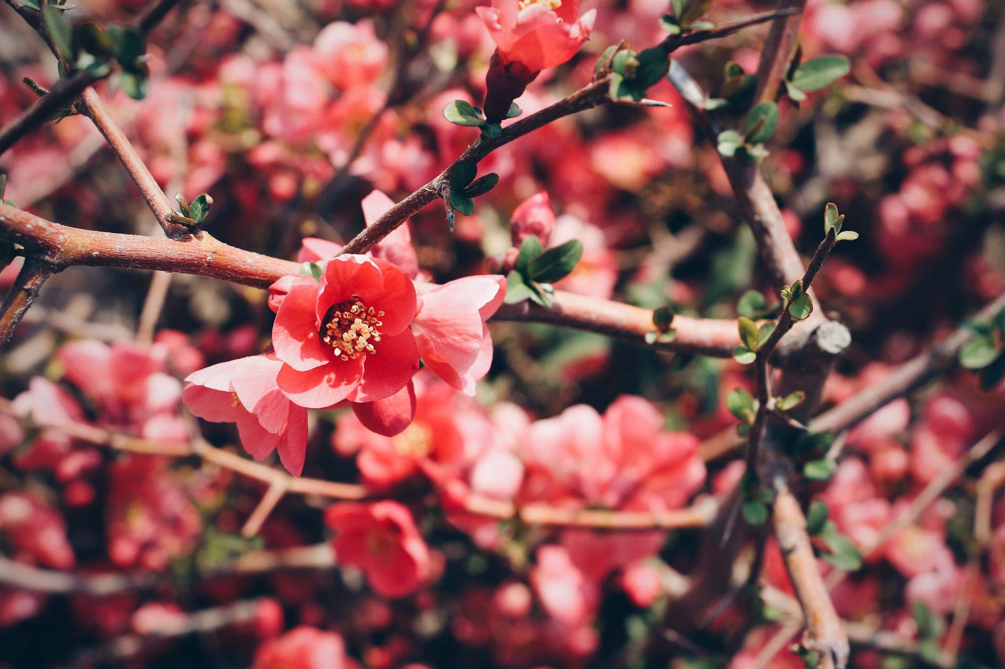 Canon EF 135mm F2.8 SF sample photo. Pink spring photography
