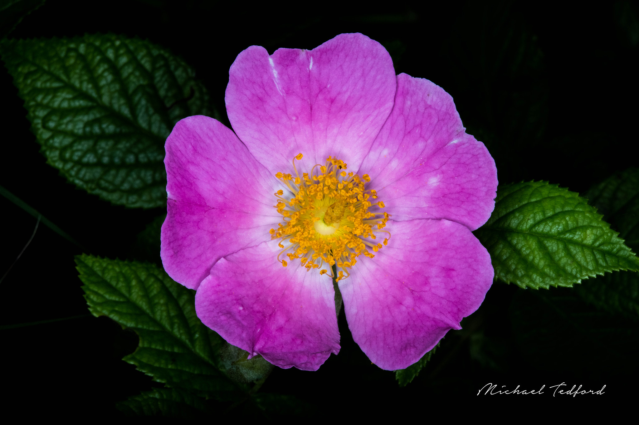 Canon EOS 5DS sample photo. Wild pink rose photography