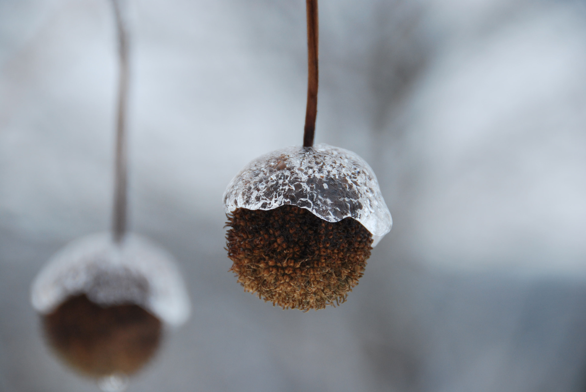 Nikon D60 sample photo. Icy hat photography
