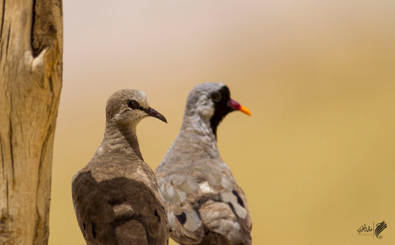 Canon EOS 7D + Canon EF 400mm F5.6L USM sample photo. Namaqua dove photography