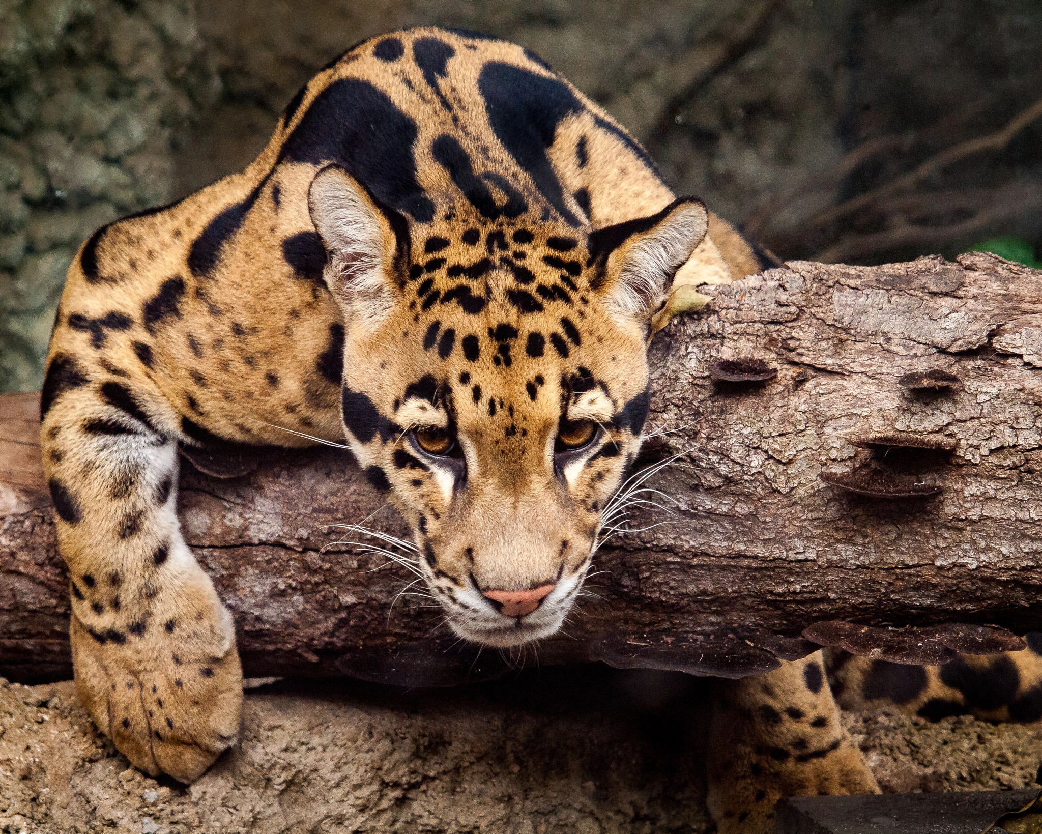 Olympus E-620 (EVOLT E-620) sample photo. Clouded leopard photography
