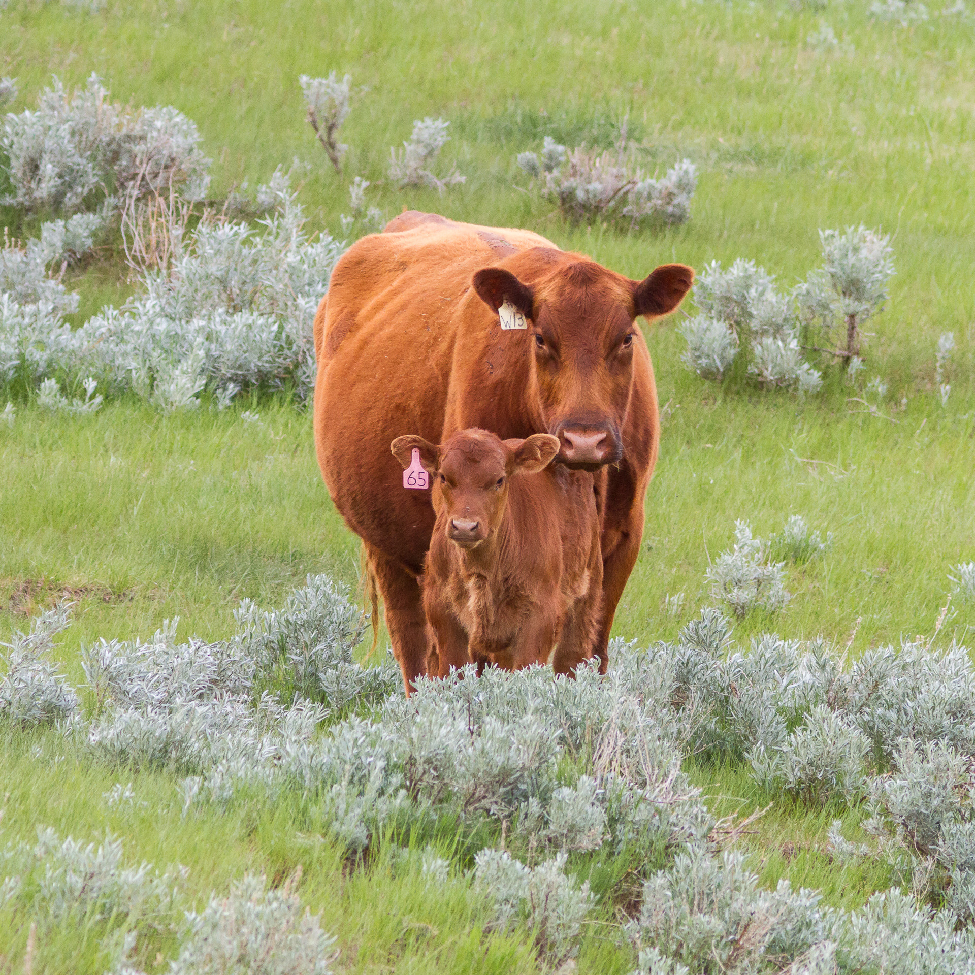 Canon EF 300mm F4L IS USM sample photo. Cow & calf photography