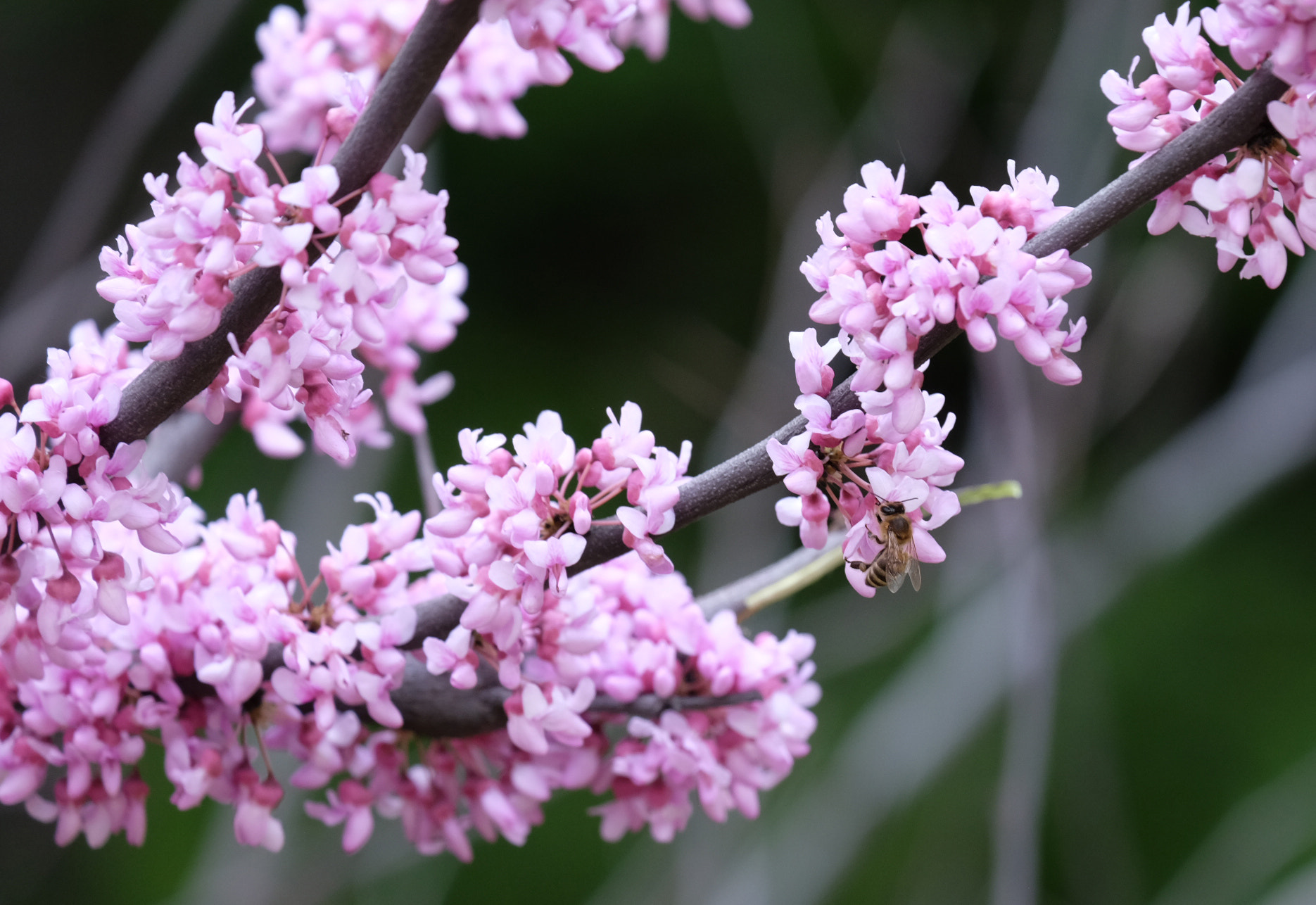 Fujifilm X-E2 + Fujifilm XC 50-230mm F4.5-6.7 OIS sample photo. Honeybee photography