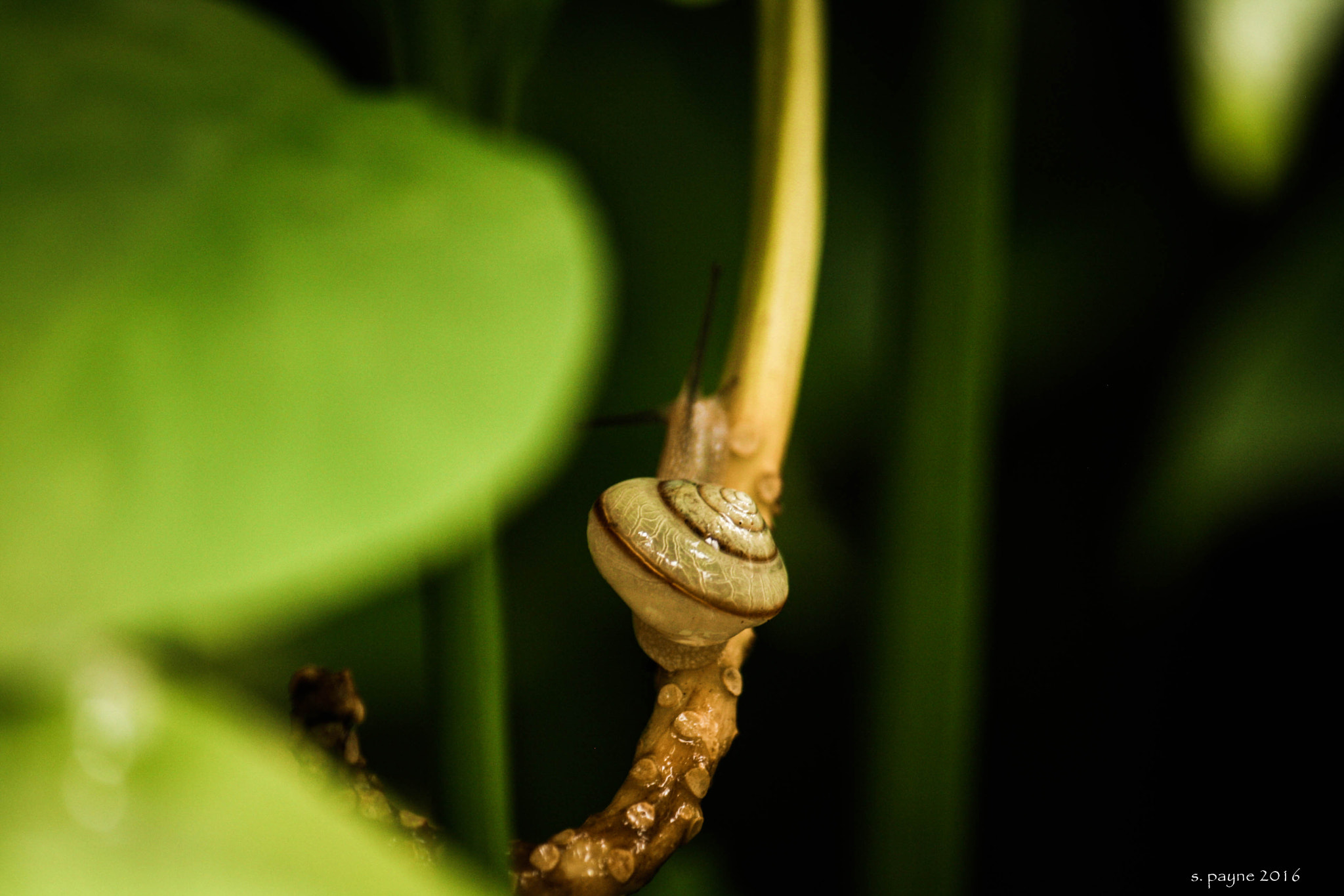 Canon EOS 1000D (EOS Digital Rebel XS / EOS Kiss F) sample photo. I snail on photography