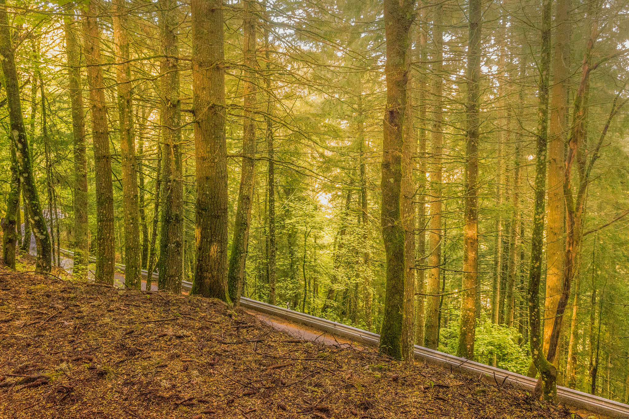 Sony DT 16-105mm F3.5-5.6 sample photo. Bright forest. photography