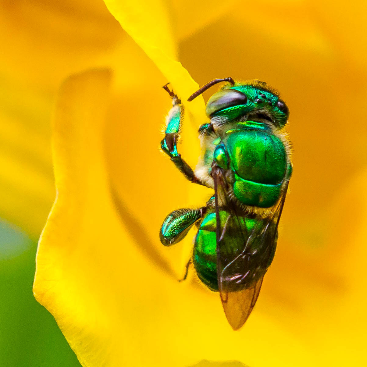 Canon EF 100-400mm F4.5-5.6L IS II USM sample photo. Orchid bee - euglossa cyanura photography