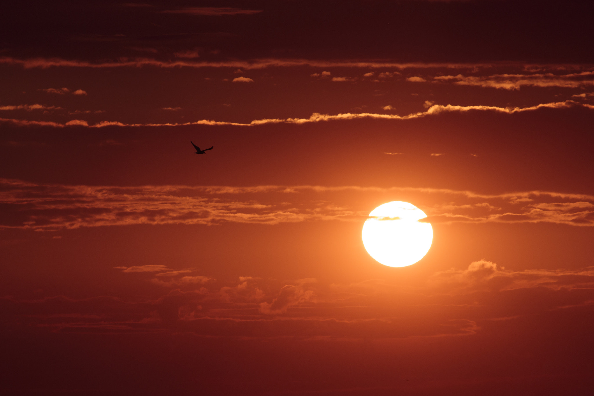 Sigma 70-200mm F2.8 EX DG OS HSM sample photo. Sunrise at sobieszewo island poland photography