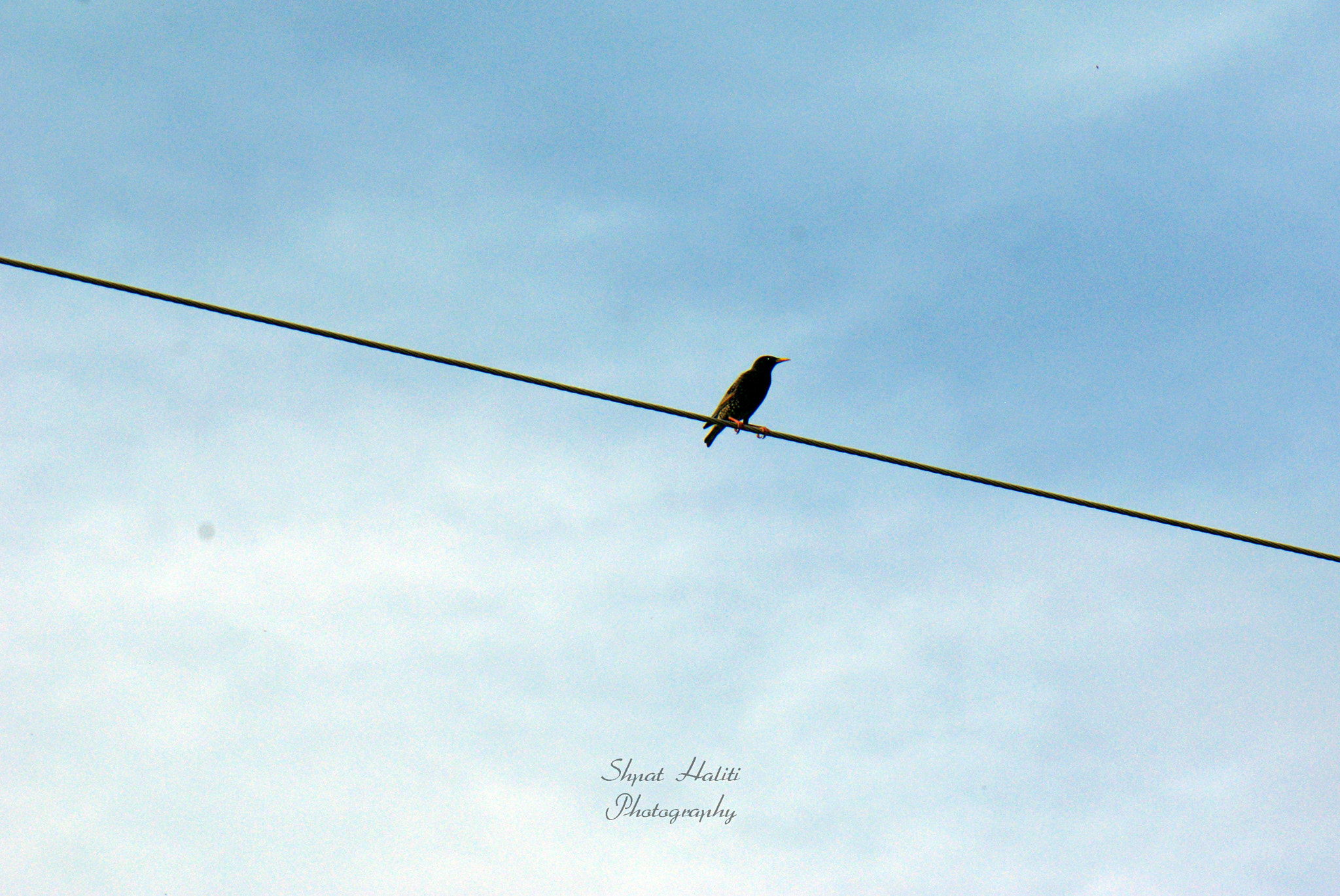 smc PENTAX-F 80-200mm F4.7-5.6 sample photo. Alone bird photography