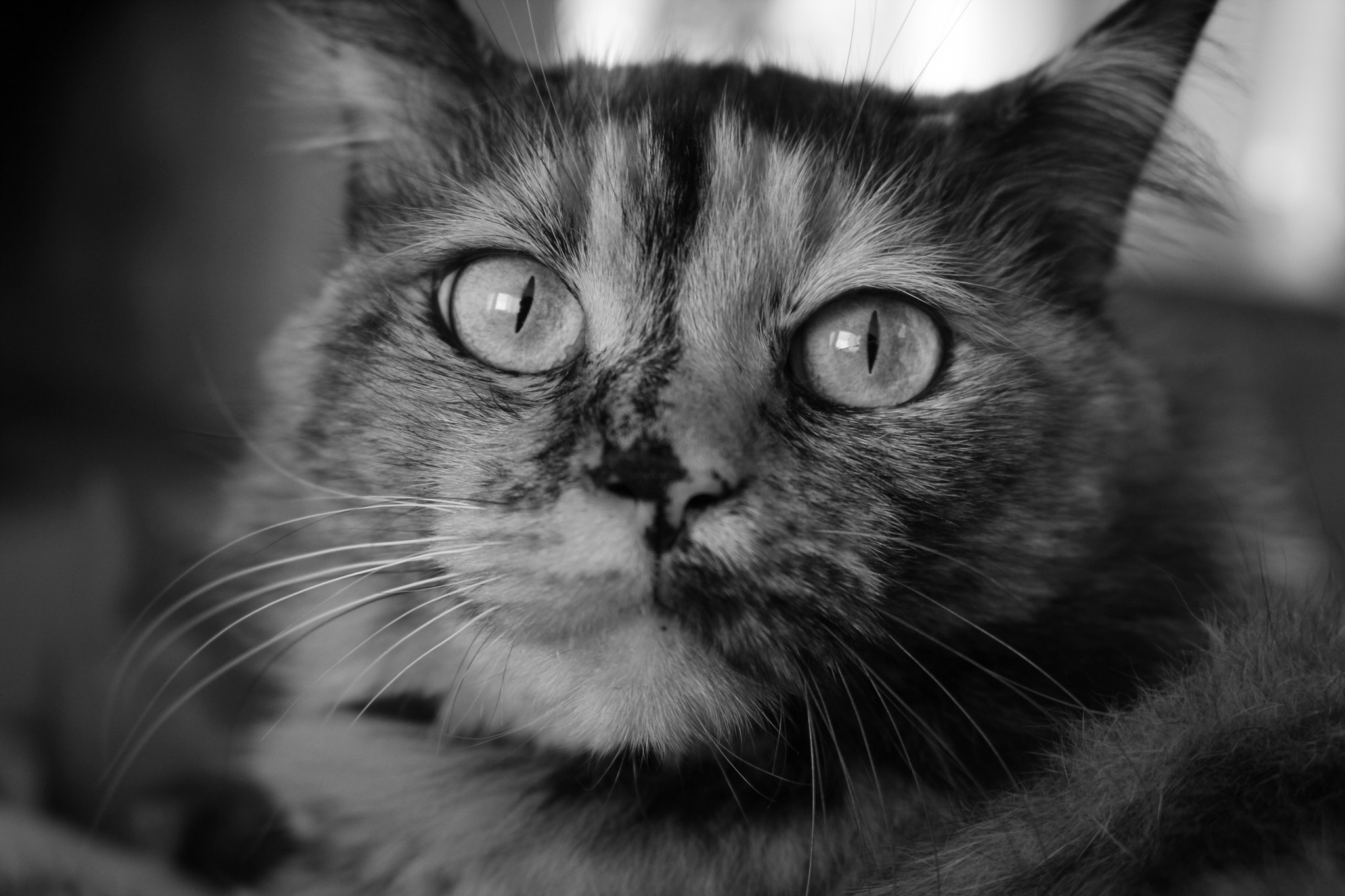 Canon EOS 550D (EOS Rebel T2i / EOS Kiss X4) sample photo. Cat photography