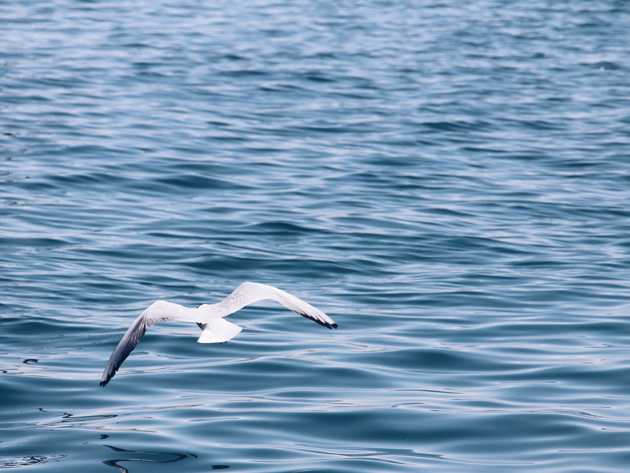 Canon EOS 700D (EOS Rebel T5i / EOS Kiss X7i) + Canon EF 135mm F2.8 SF sample photo. Free bird photography