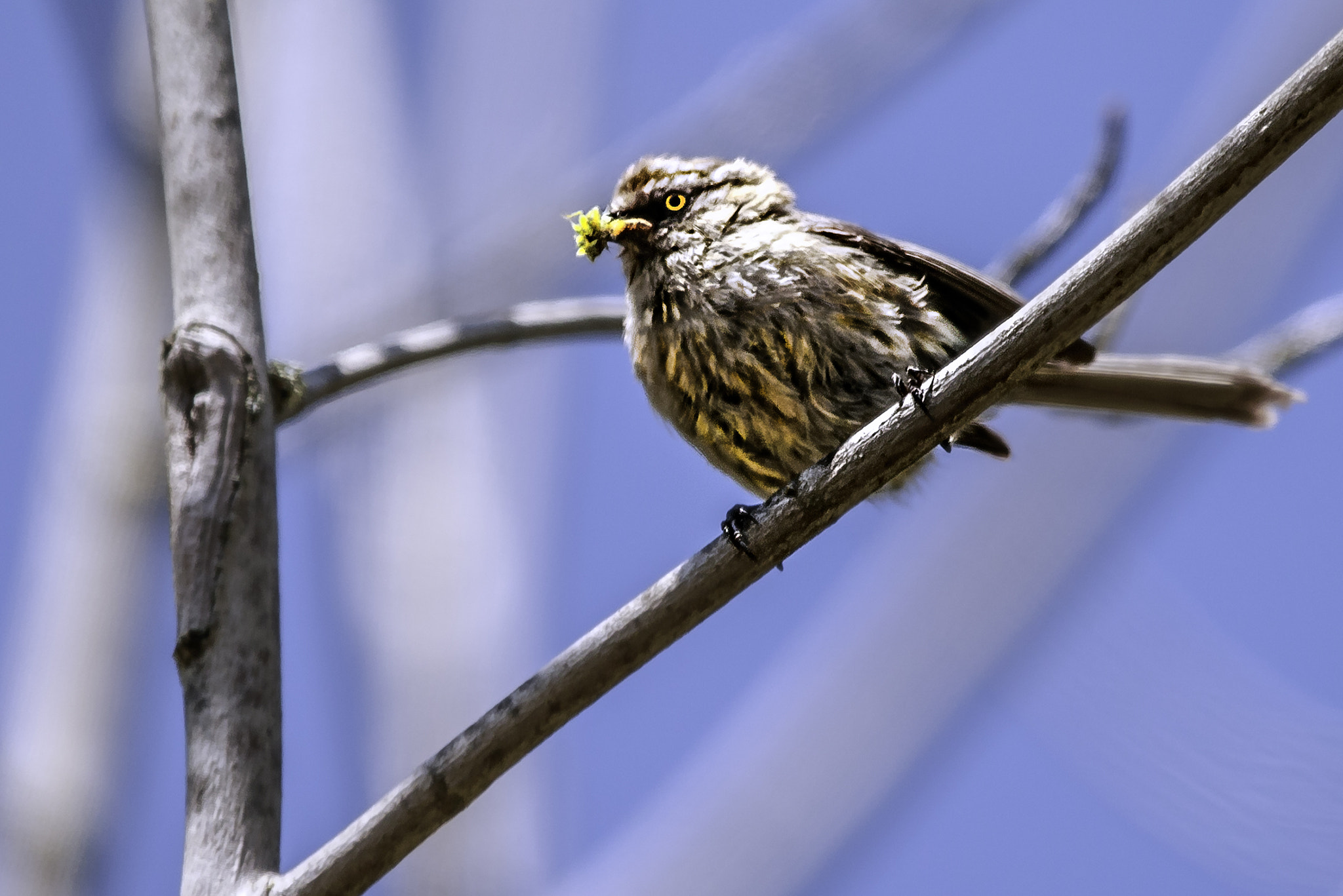 Canon EOS-1D X sample photo. Looks like a bandit to me photography