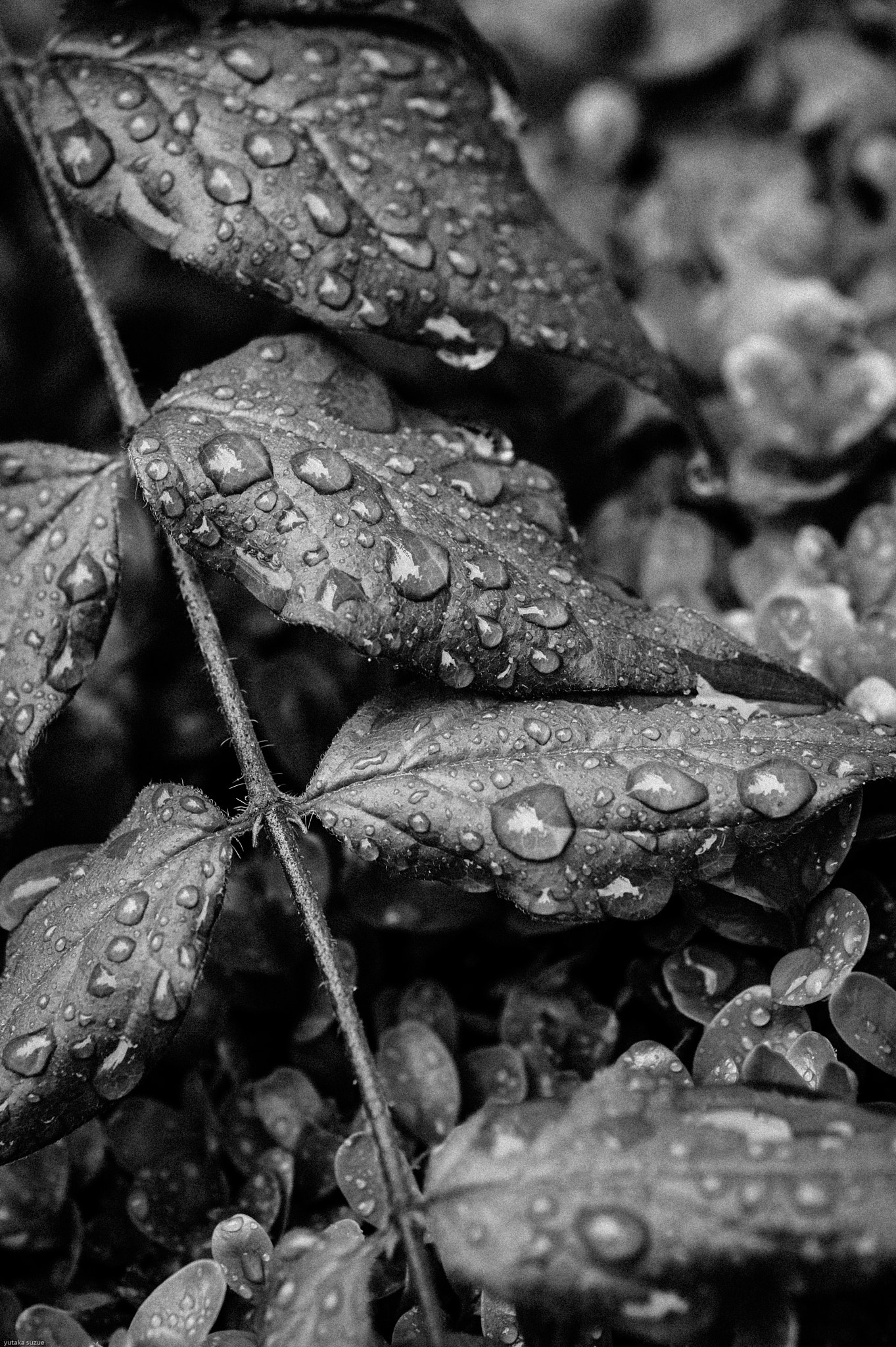 Nikon Df + Nikon AF Micro-Nikkor 60mm F2.8D sample photo. Spring leaves photography